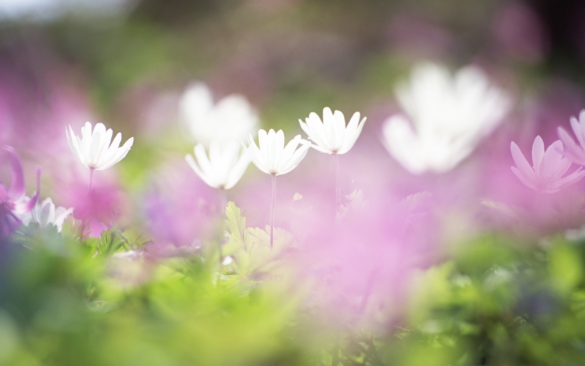 Téléchargez gratuitement l'image Fleur, Terre/nature sur le bureau de votre PC