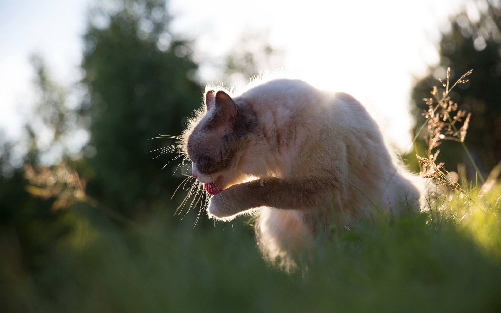 Baixar papel de parede para celular de Animais, Gatos, Gato gratuito.