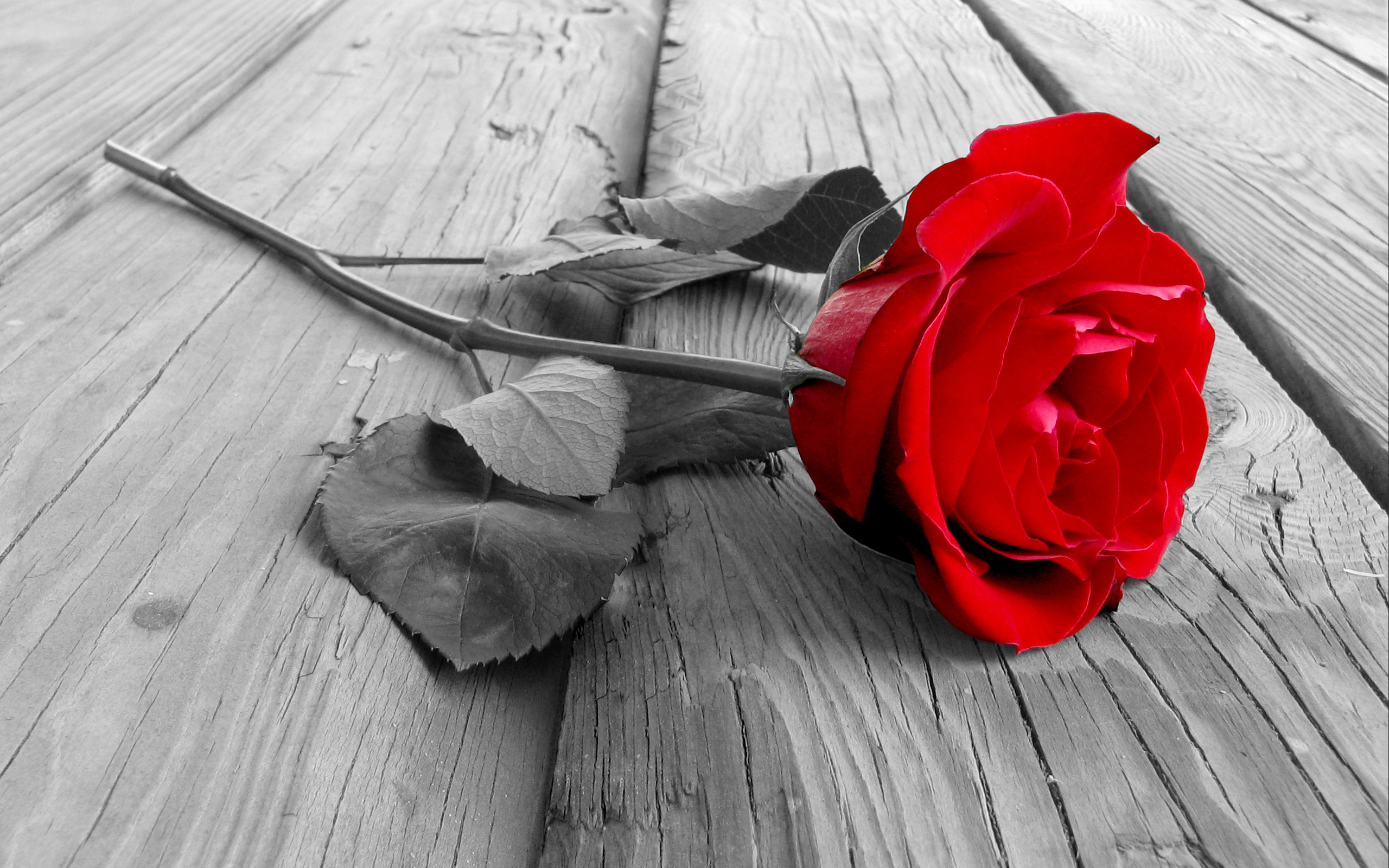288451壁紙のダウンロード地球, 薔薇, 花, 赤いバラ, 選択的な色, フラワーズ-スクリーンセーバーと写真を無料で