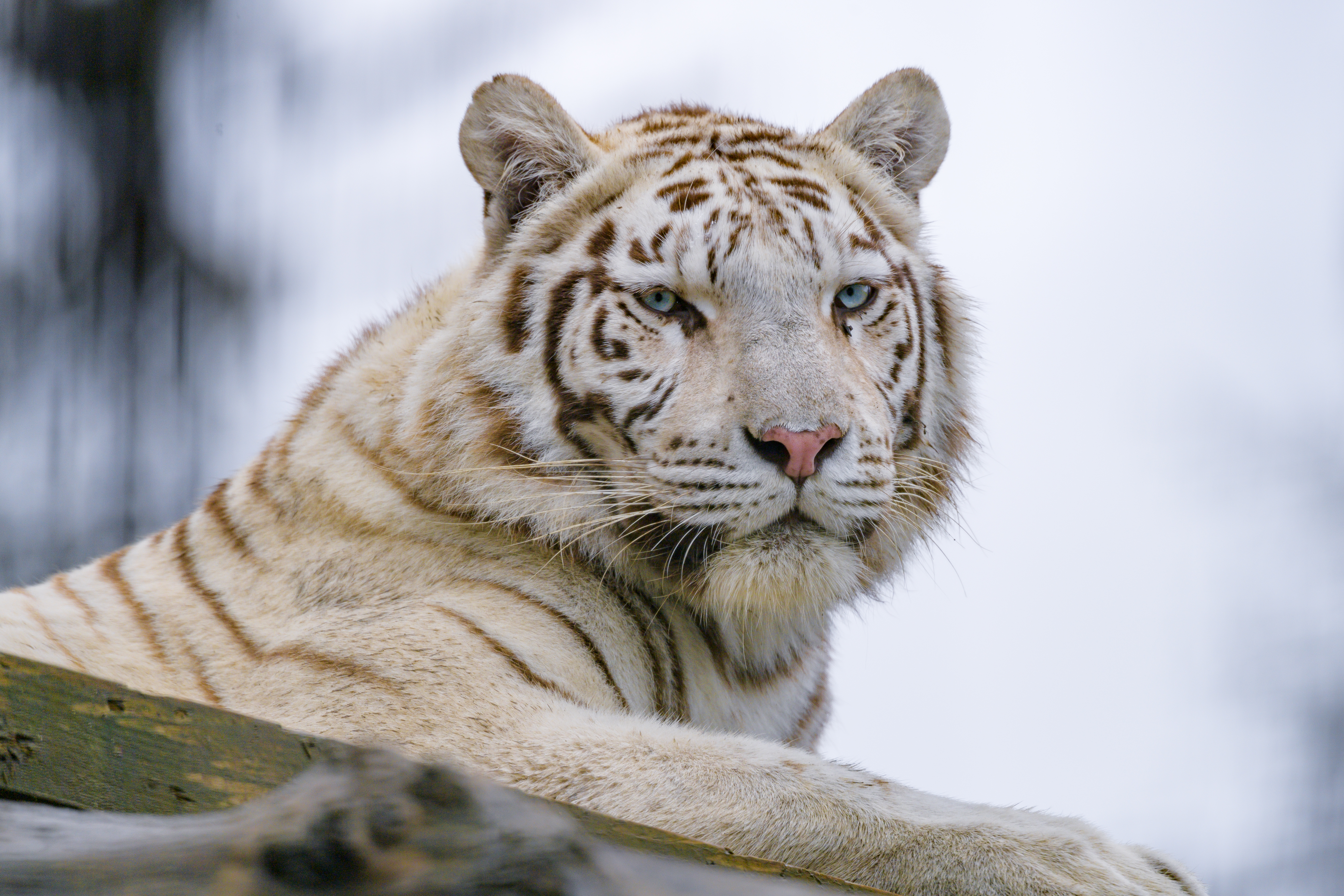 Handy-Wallpaper Sicht, Meinung, Predator, Weißer Tiger, Raubtier, Tiger, Tiere, Tier kostenlos herunterladen.