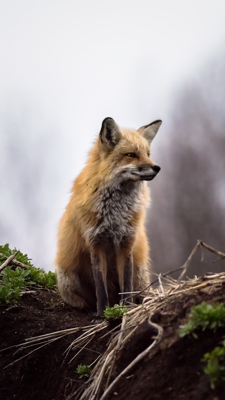 Download mobile wallpaper Fox, Animal for free.