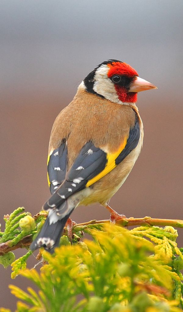 Download mobile wallpaper Birds, Bird, Leaf, Branch, Animal, Colorful, Goldfinch, European Goldfinch for free.