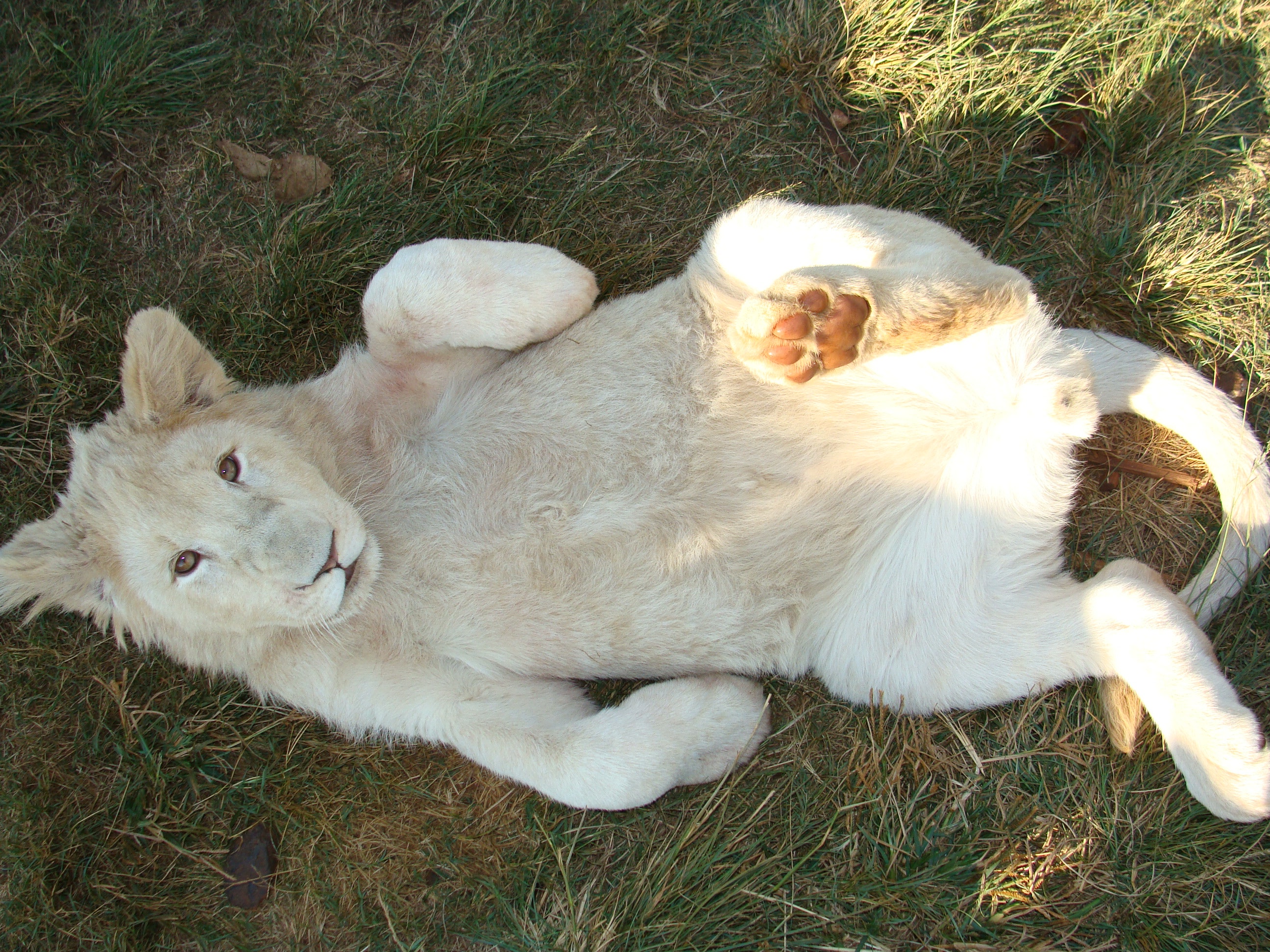 978322 télécharger l'image lion blanc, animaux - fonds d'écran et économiseurs d'écran gratuits