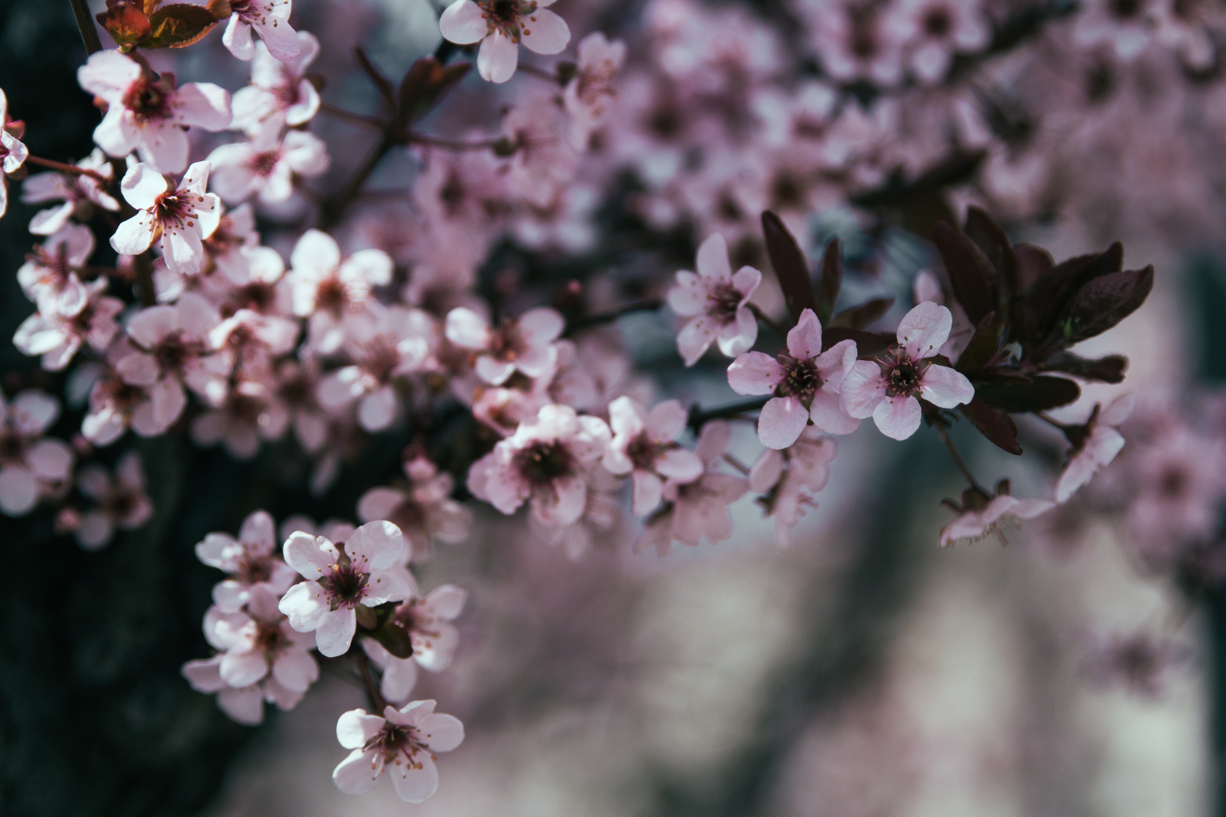 Laden Sie das Blühen, Blühenden, Zweig, Ast, Blumen, Frühling-Bild kostenlos auf Ihren PC-Desktop herunter