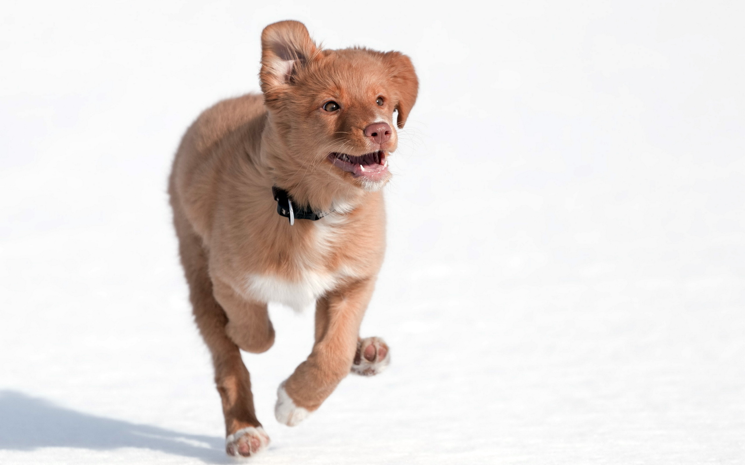 Descarga gratuita de fondo de pantalla para móvil de Animales, Perros, Perro.