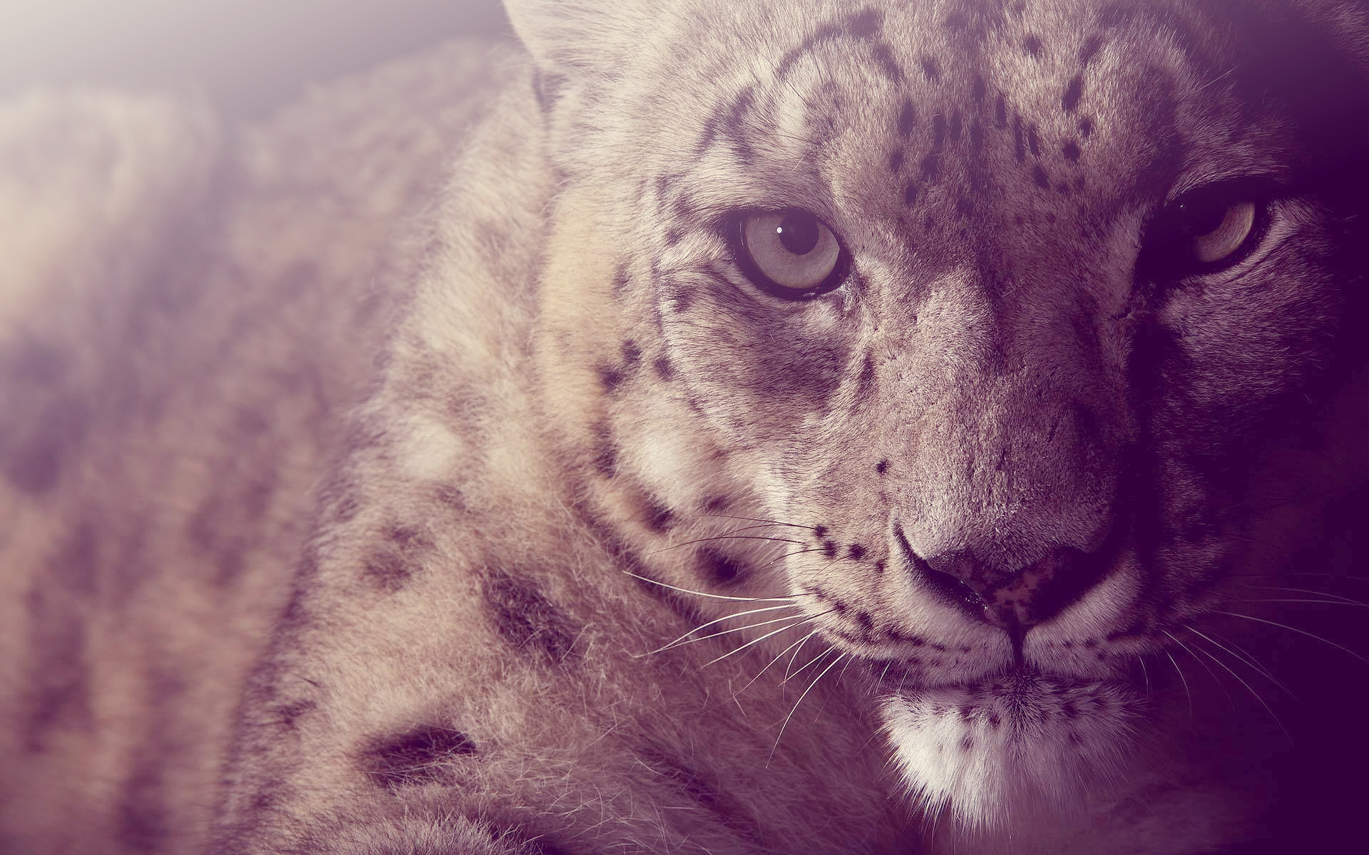 262772 baixar papel de parede animais, leopardo das neves, gatos - protetores de tela e imagens gratuitamente