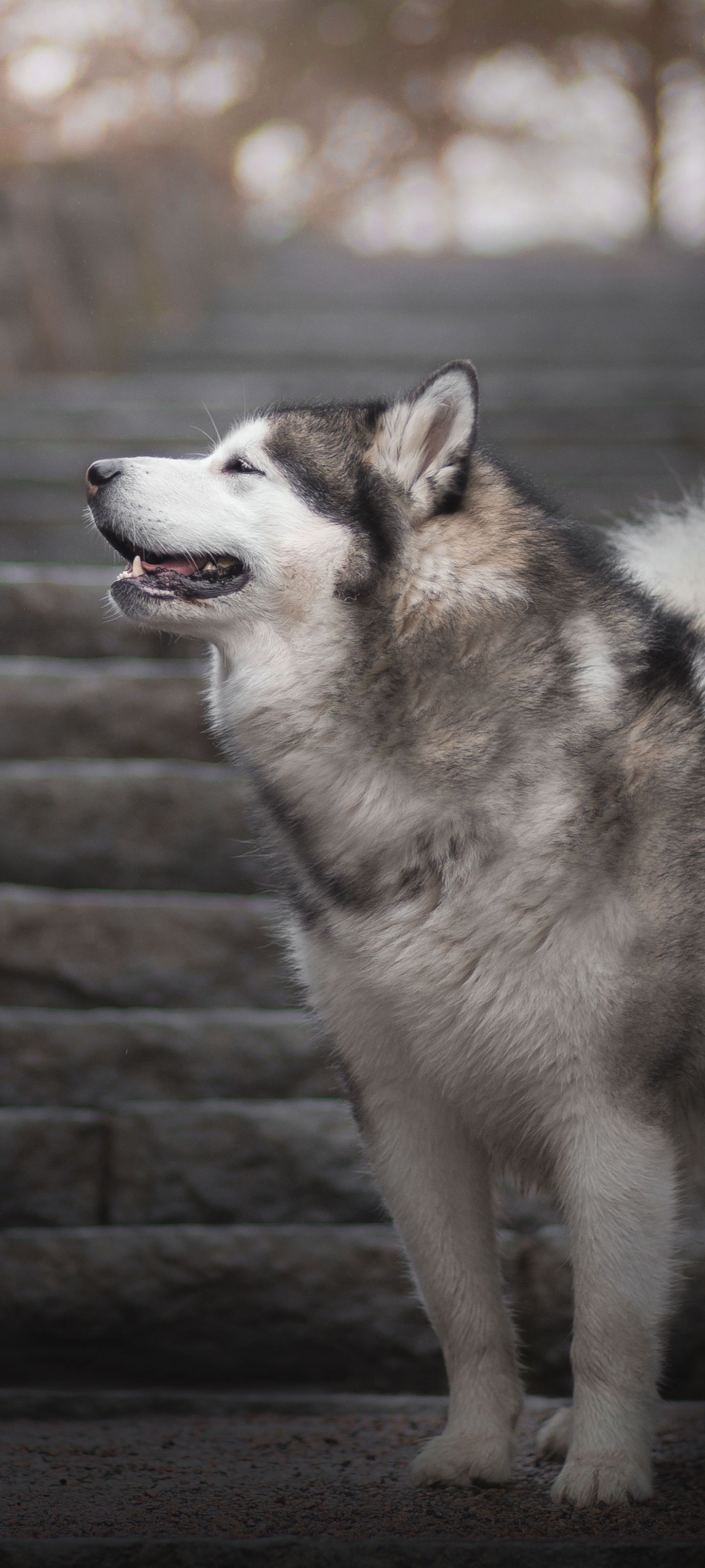 Handy-Wallpaper Tiere, Hunde, Hund, Alaskan Malamute kostenlos herunterladen.