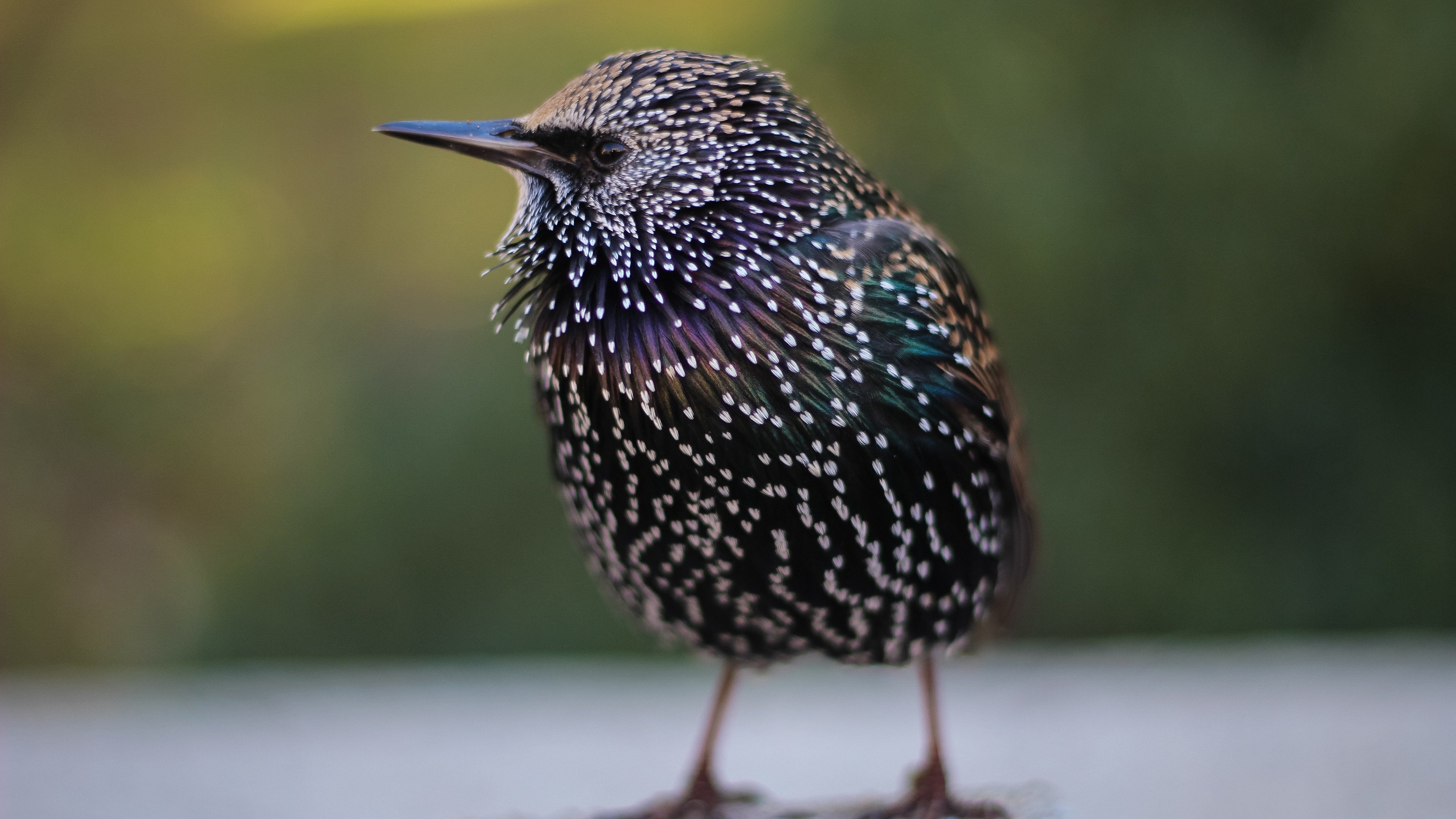 Handy-Wallpaper Tiere, Vögel, Feder, Vogel kostenlos herunterladen.