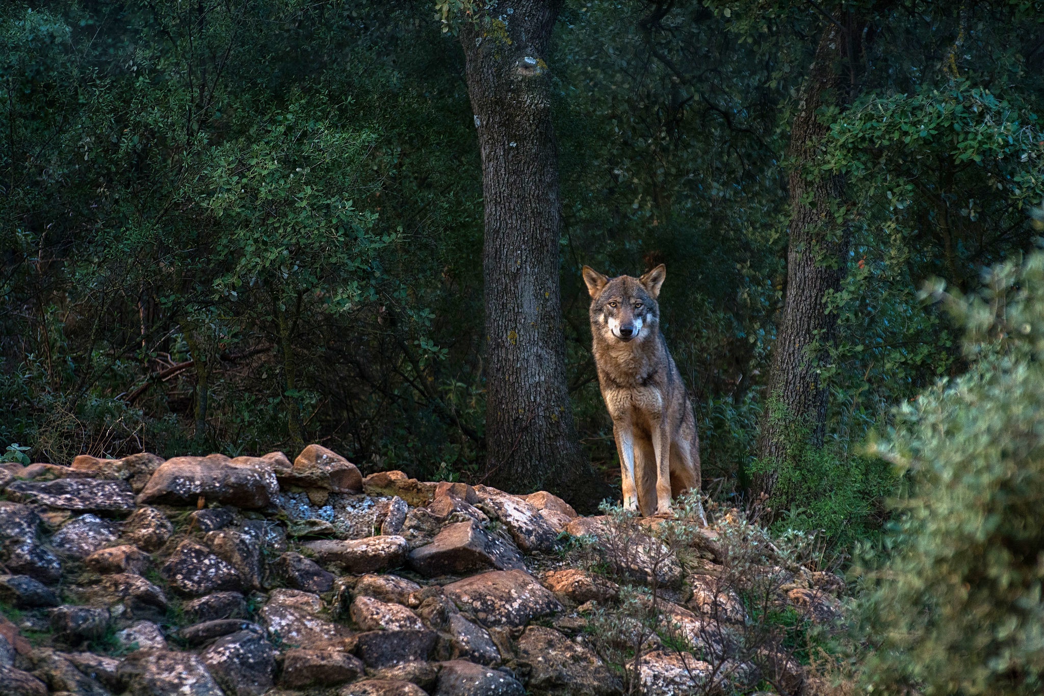 Téléchargez gratuitement l'image Animaux, Loup, Wolves sur le bureau de votre PC