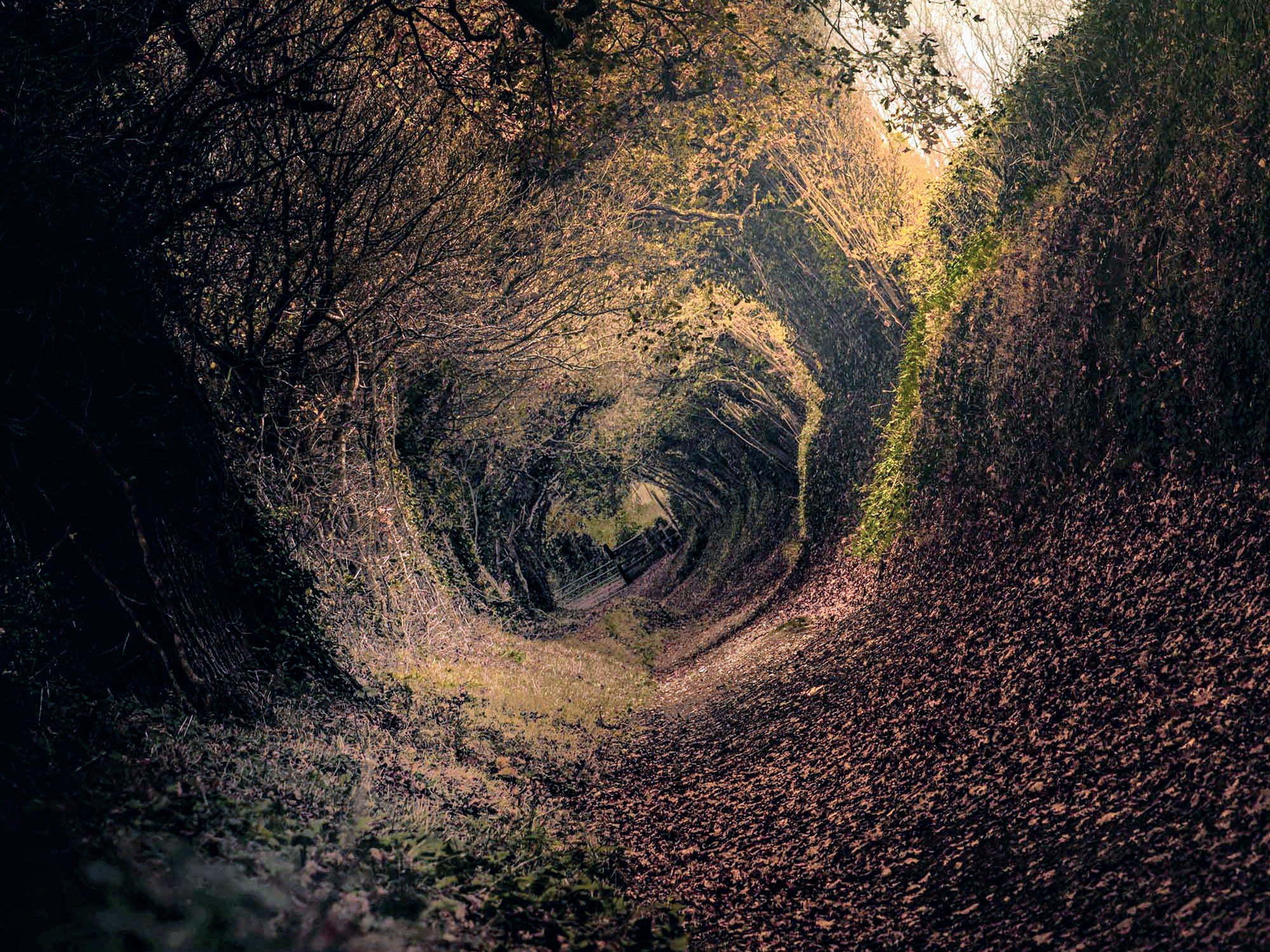 Baixe gratuitamente a imagem Floresta, Terra/natureza na área de trabalho do seu PC