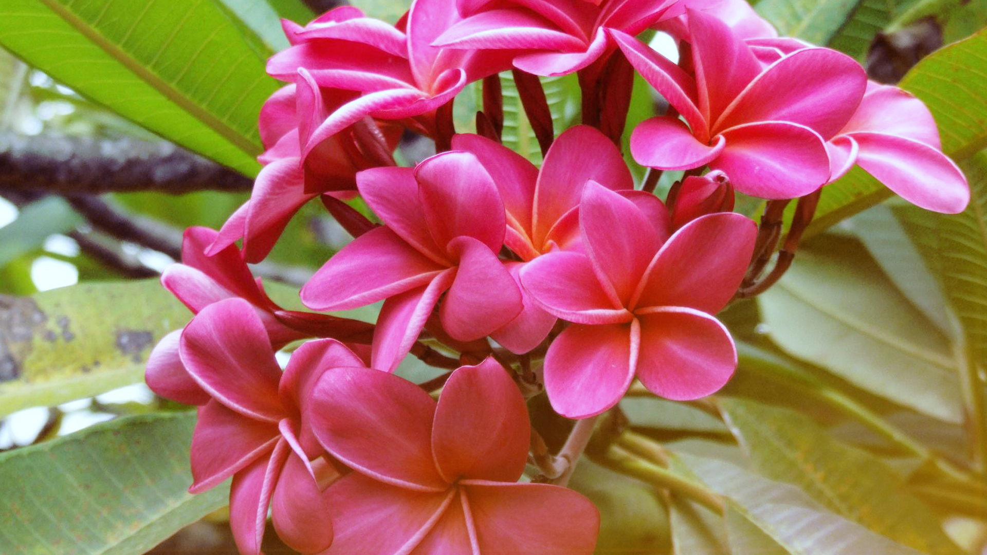 Download mobile wallpaper Frangipani, Flowers, Earth for free.