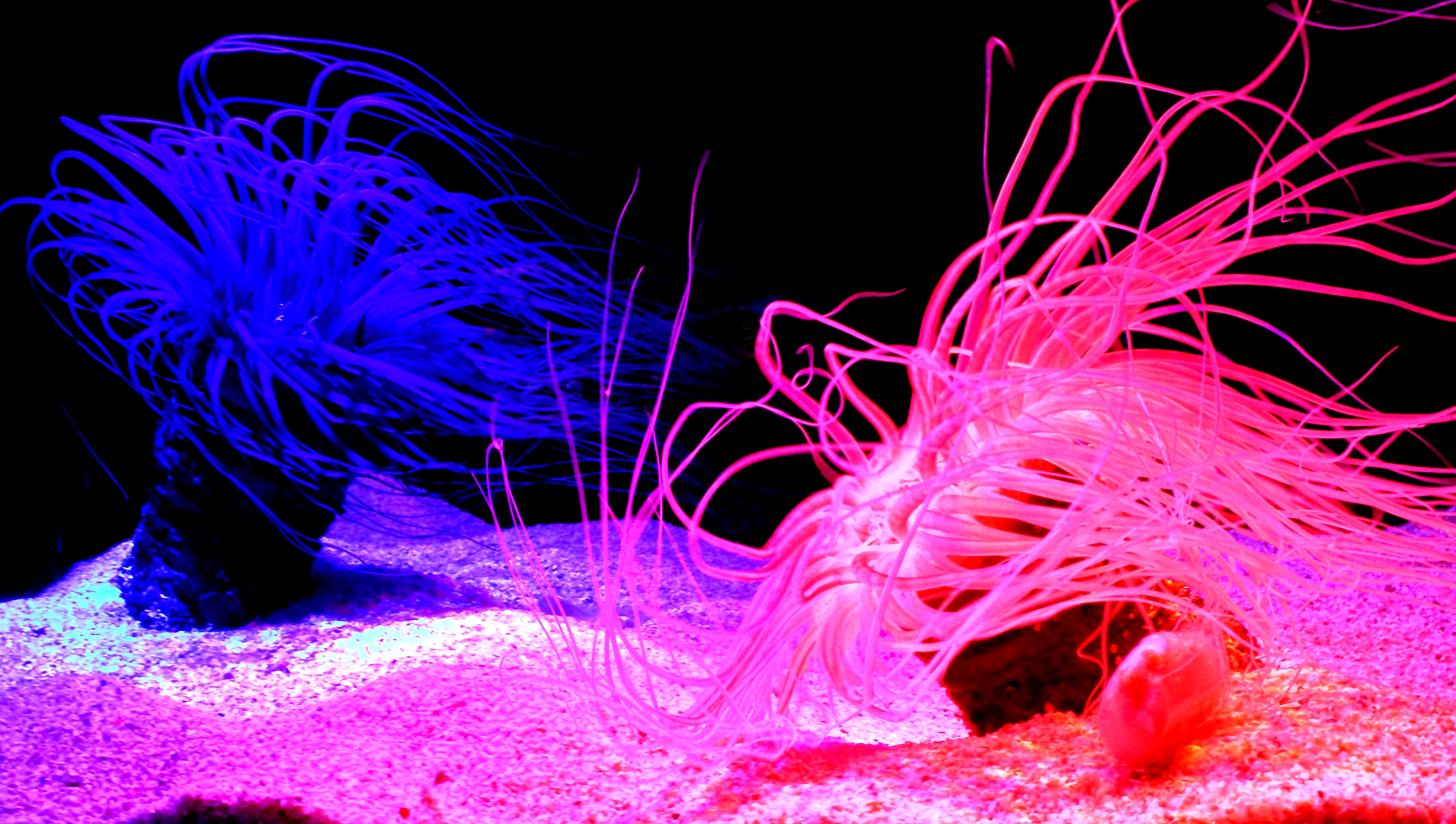 animal, sea anemone