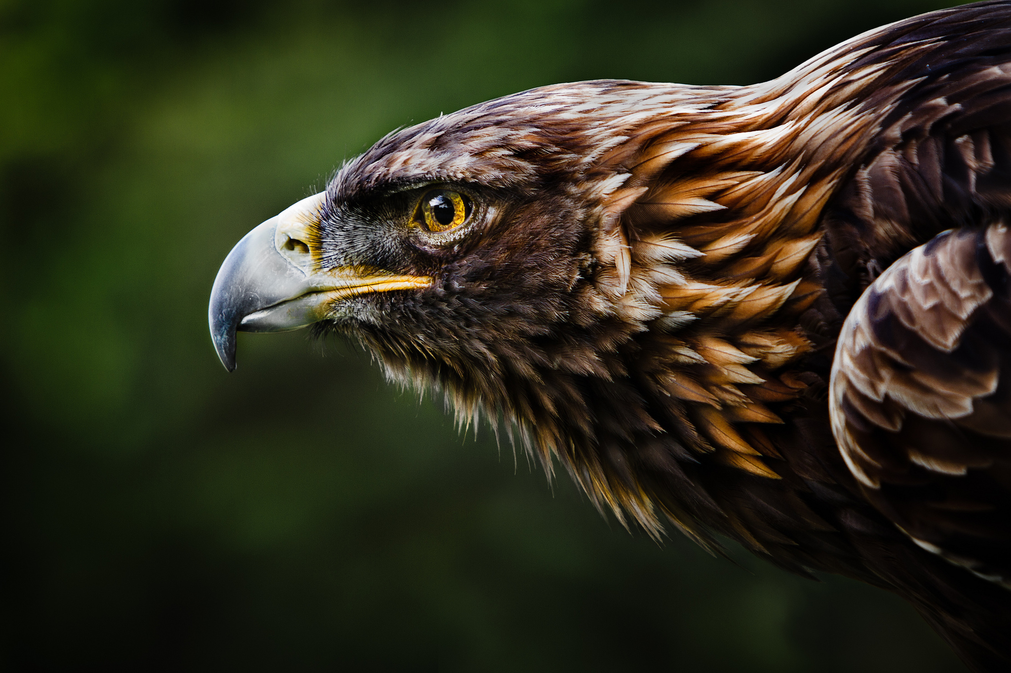 303378 descargar imagen águila, animales, aves: fondos de pantalla y protectores de pantalla gratis