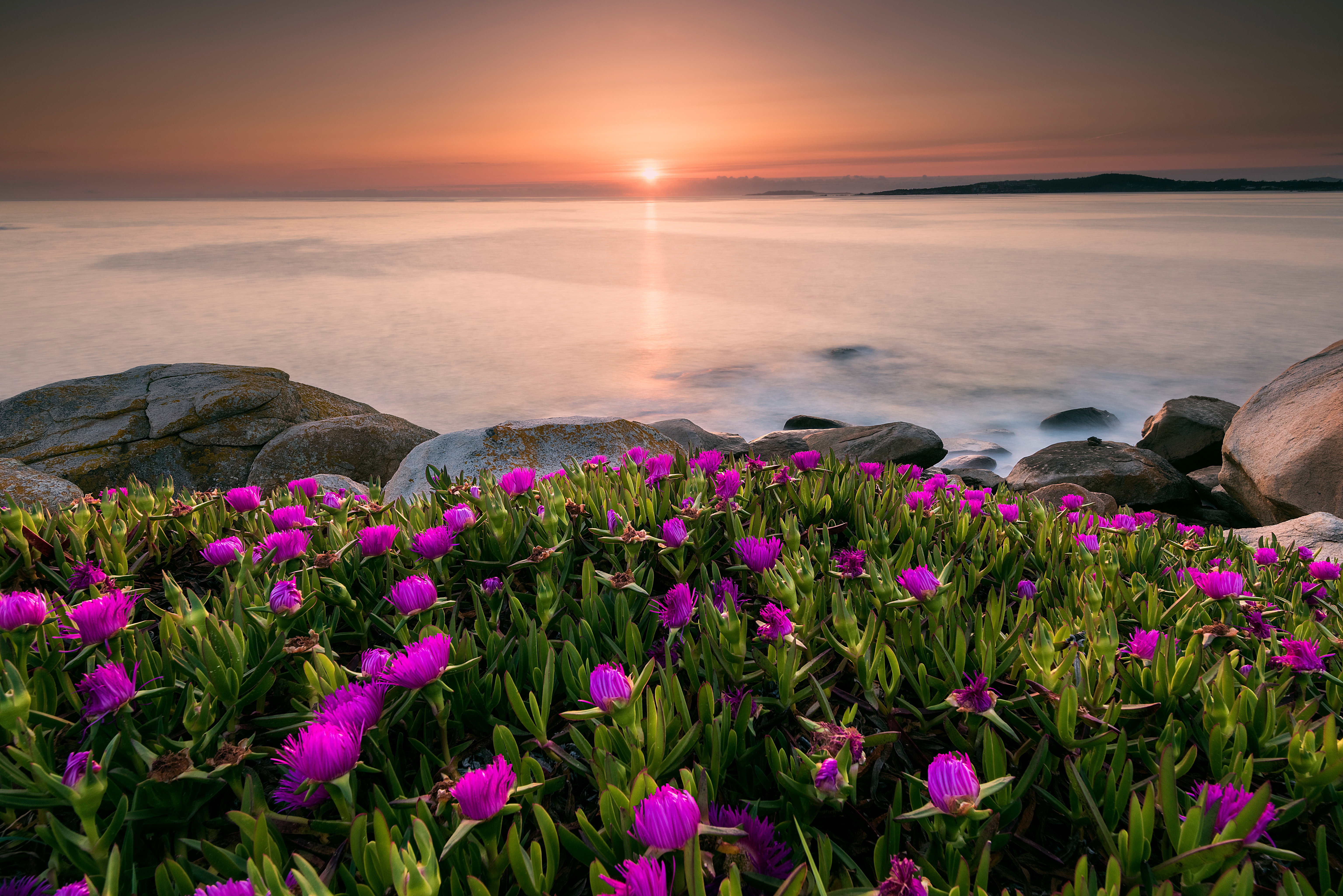 Free download wallpaper Nature, Horizon, Flower, Sunrise, Earth, Purple Flower on your PC desktop