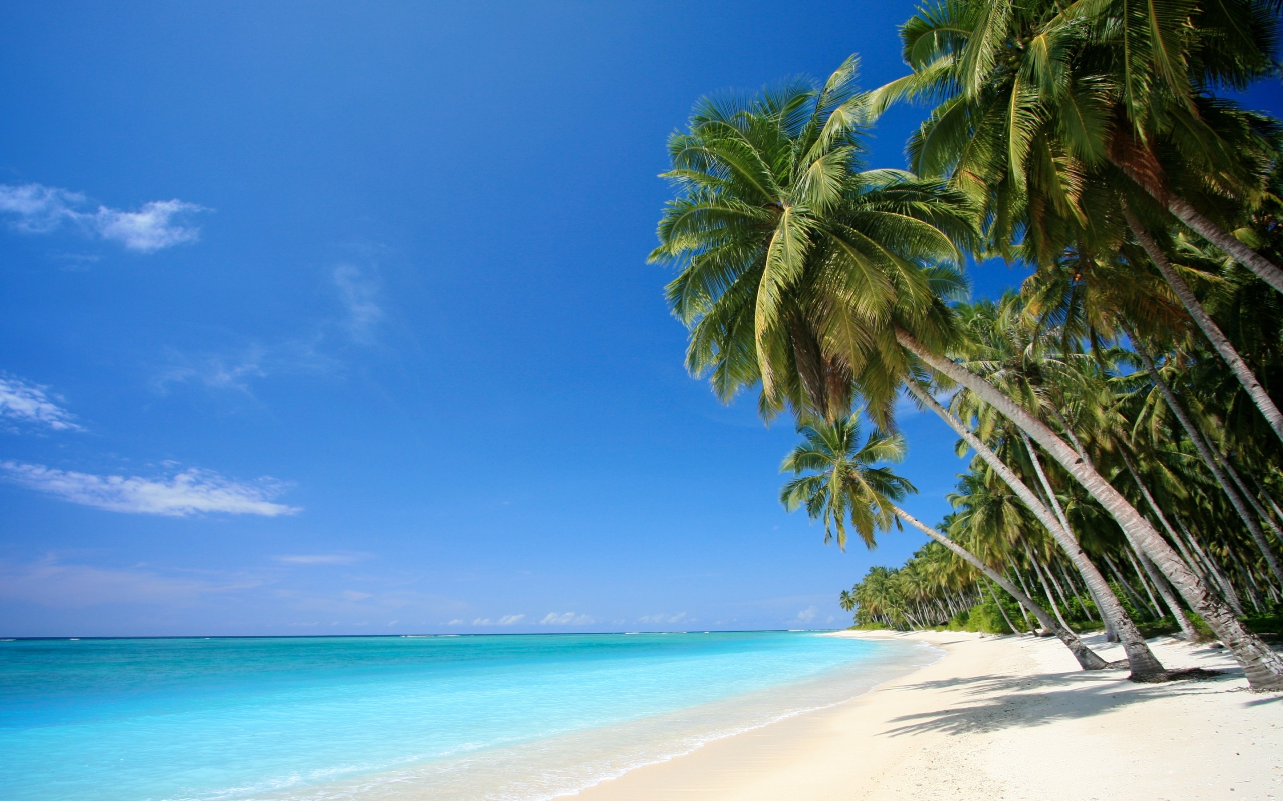 Free download wallpaper Landscape, Beach, Palms on your PC desktop
