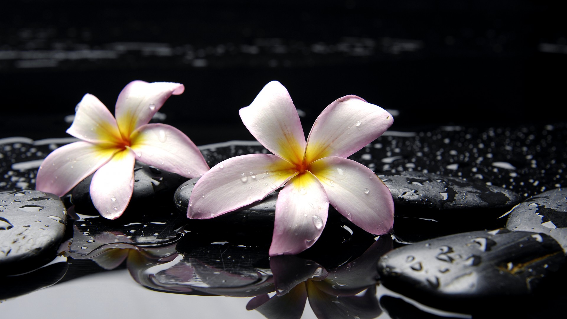 1472363 descargar fondo de pantalla tierra/naturaleza, frangipani, flor: protectores de pantalla e imágenes gratis