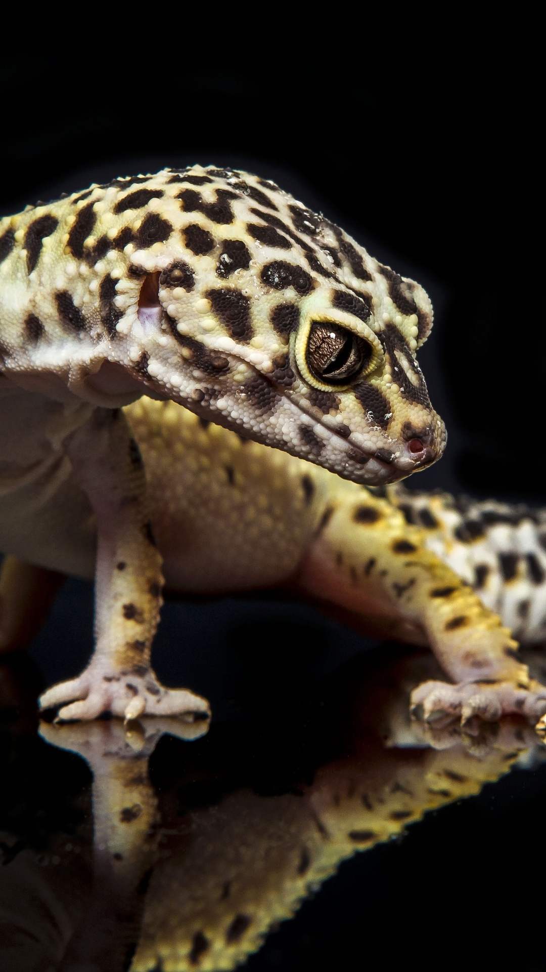 Descarga gratuita de fondo de pantalla para móvil de Animales, Gecko Leopardo.