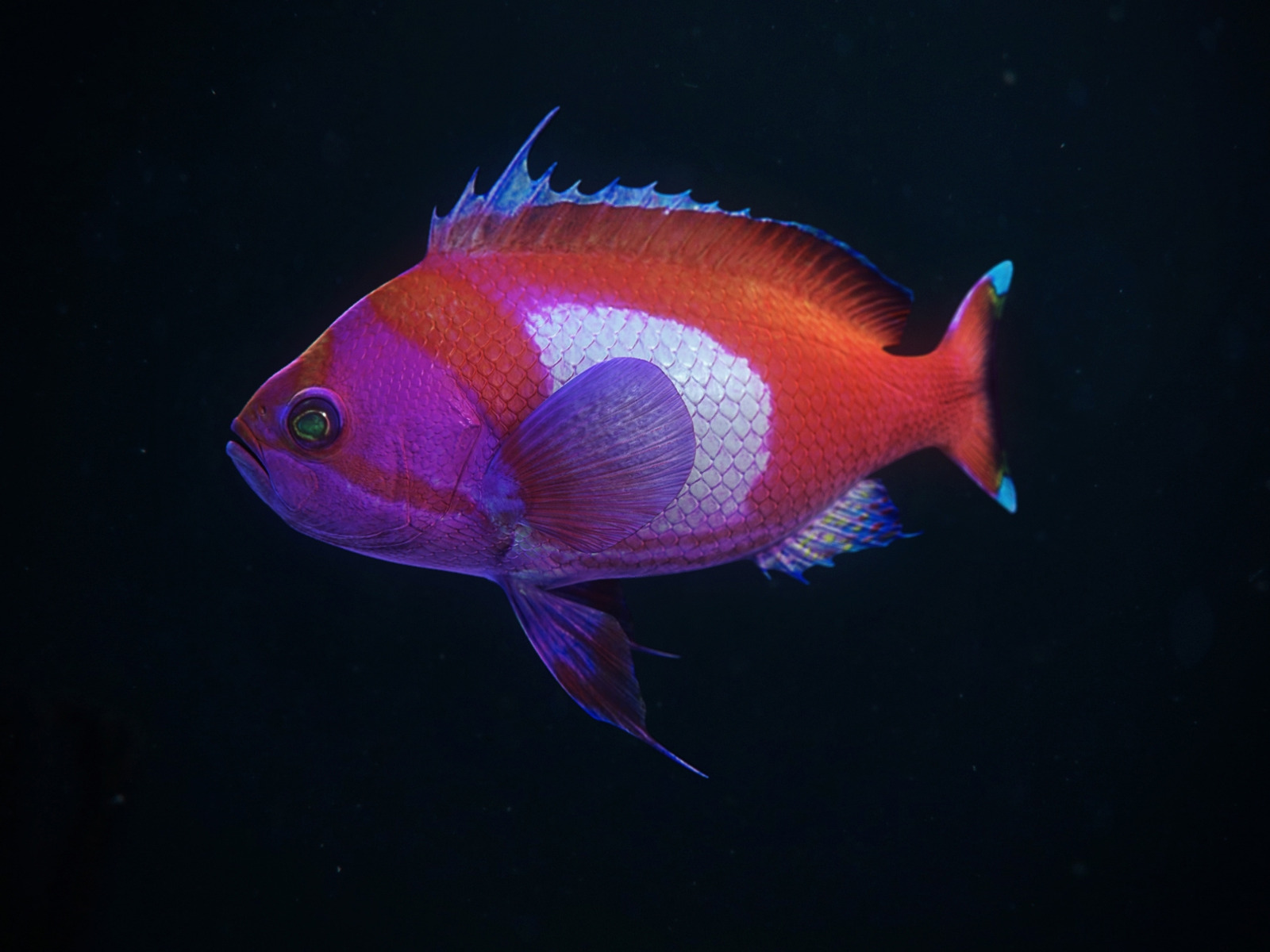 291353 descargar fondo de pantalla animales, pez, vistoso, colores, peces: protectores de pantalla e imágenes gratis