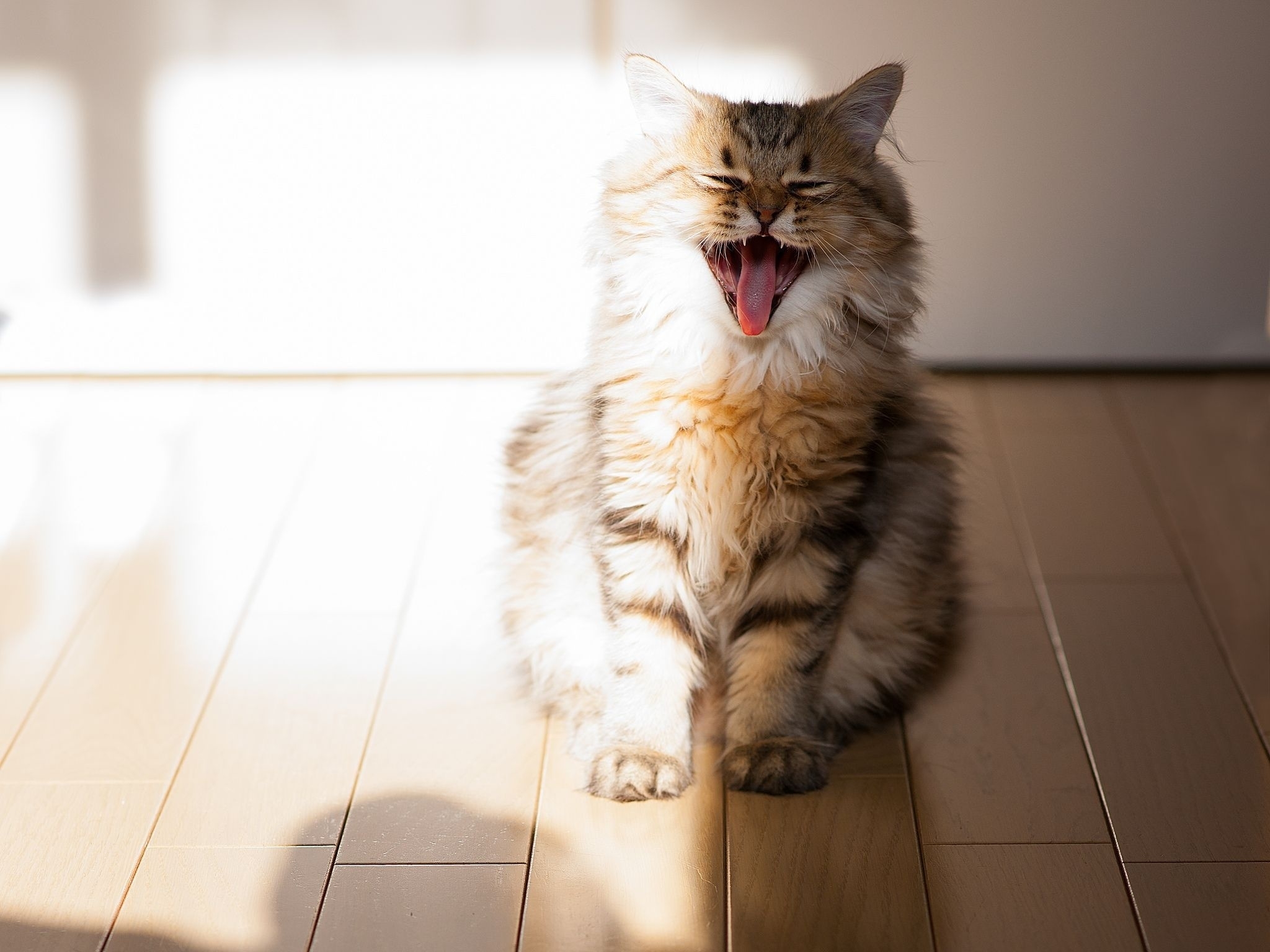 animals, cat, fluffy, open mouth, to yawn, yawn, parquet