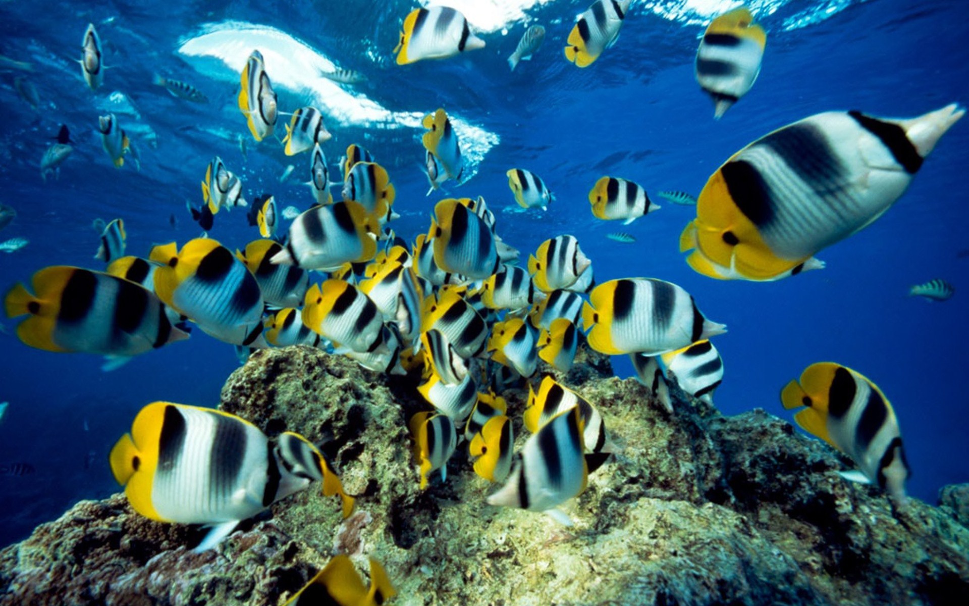 Free download wallpaper Coral, Animal, Fish, Butterflyfish on your PC desktop