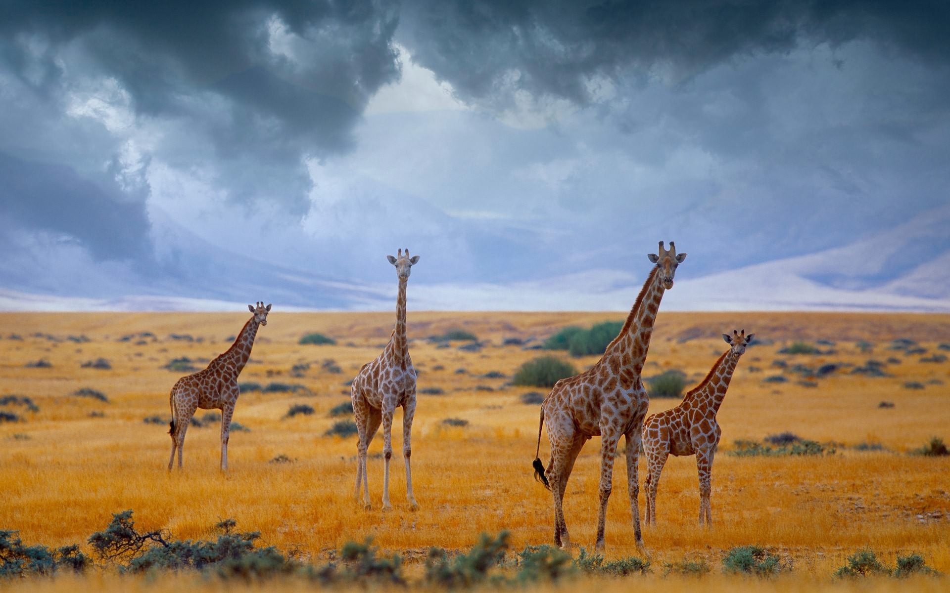 652828 descargar imagen animales, jirafa, áfrica, nube, campo, sabana: fondos de pantalla y protectores de pantalla gratis