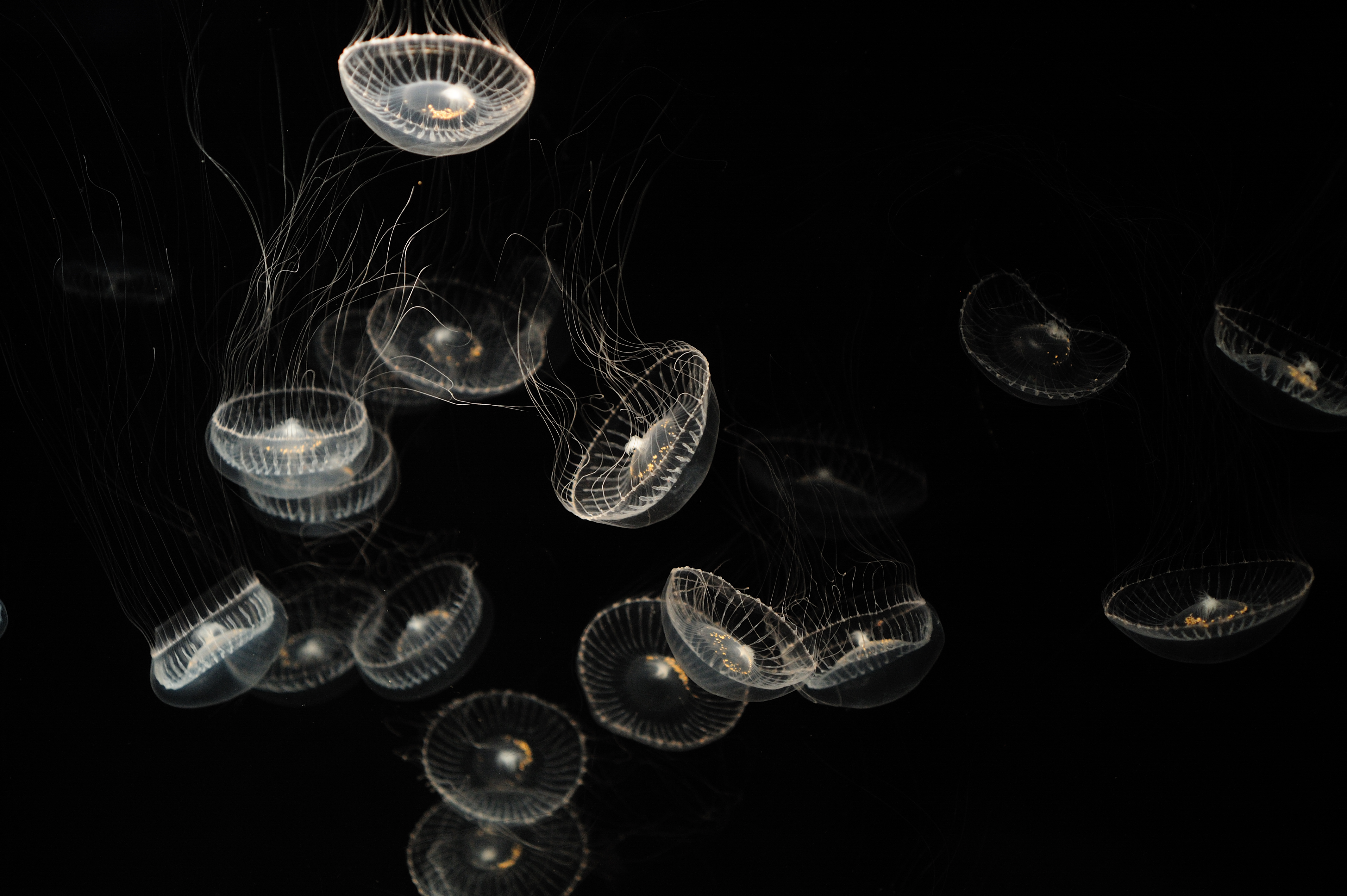jellyfish, sea, creatures, white, animals, transparent HD wallpaper