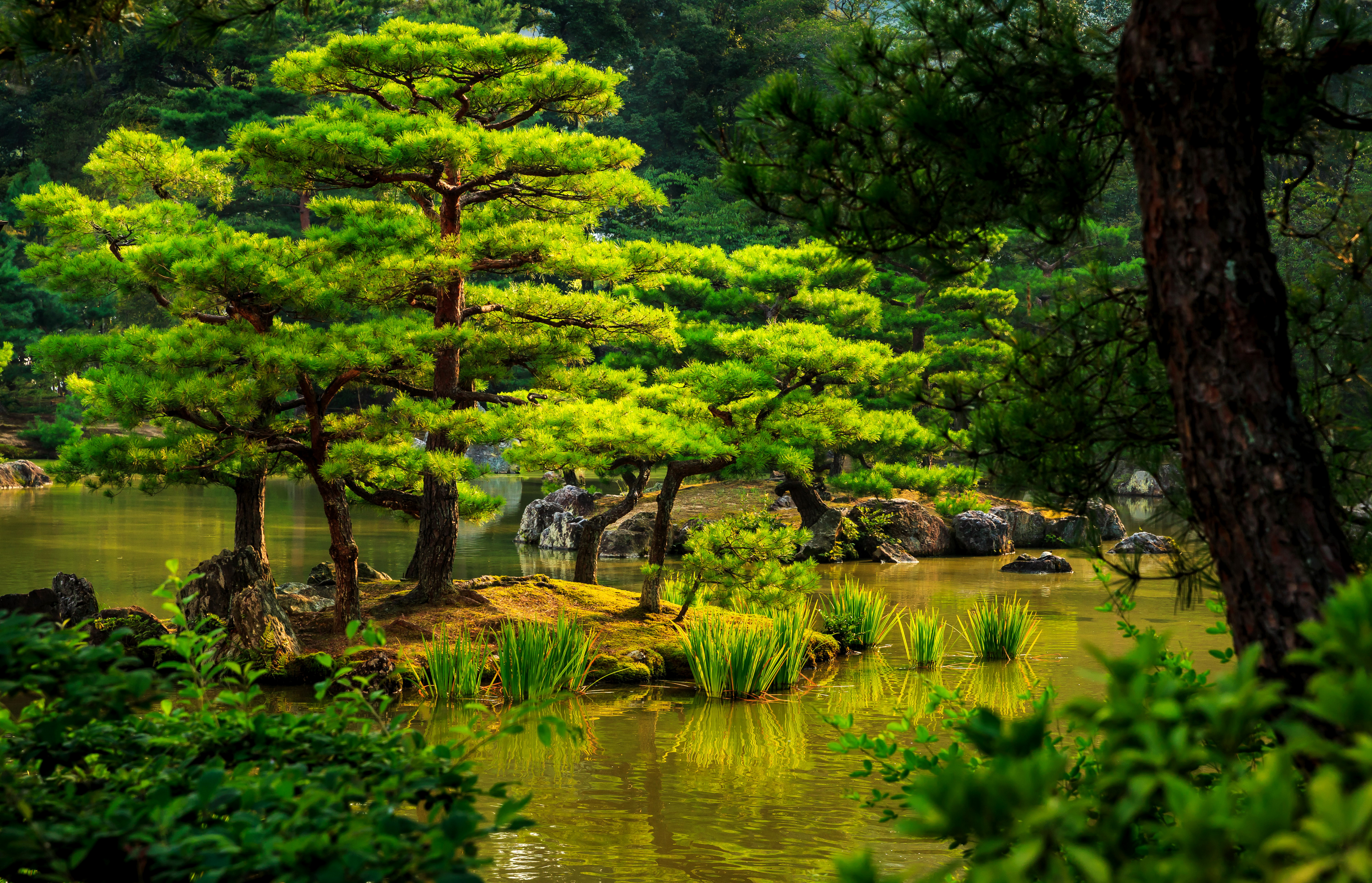 japanese garden, tree, green, man made, garden, pond