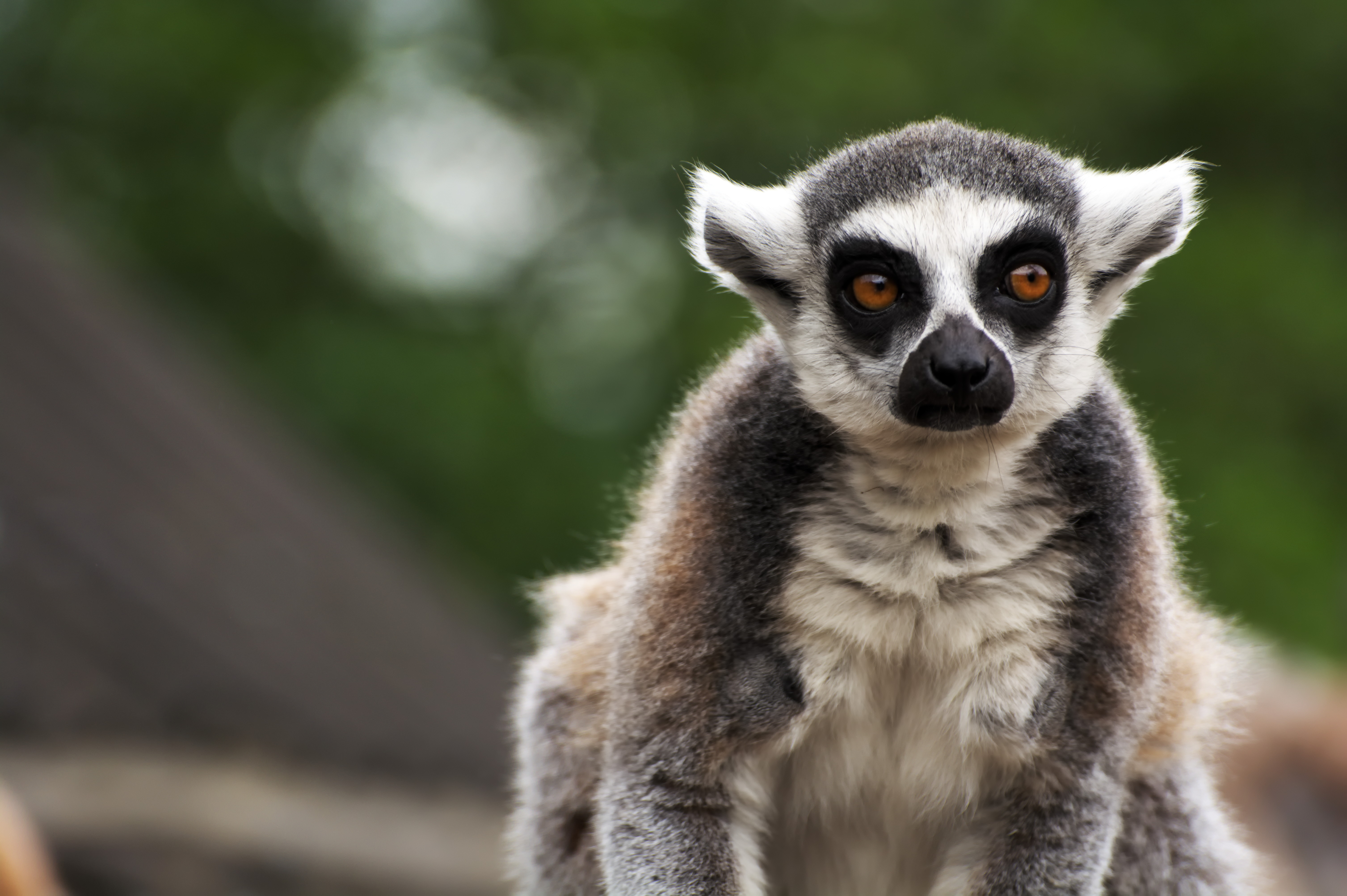 73386 Hintergrundbild herunterladen lemur, tiere, sicht, meinung, tier, komisch, lustig, fokus - Bildschirmschoner und Bilder kostenlos