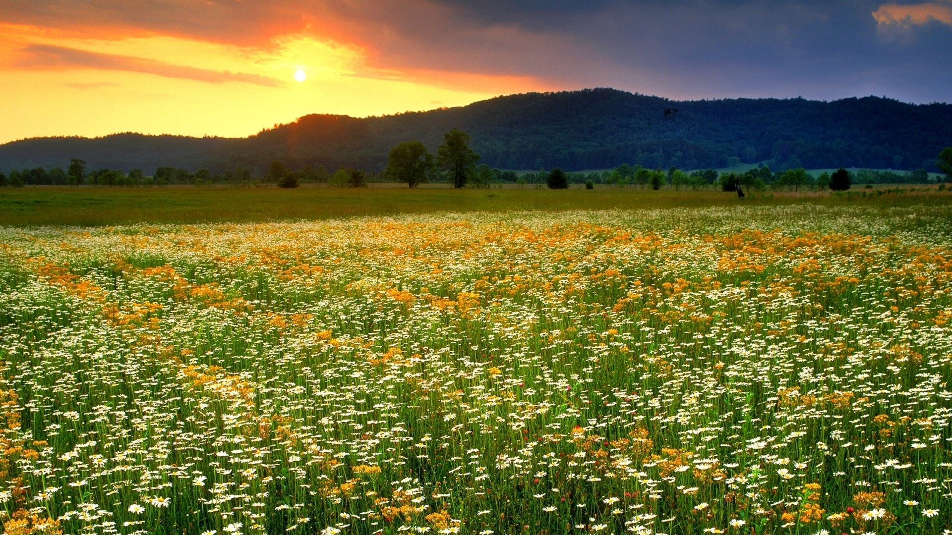 Free download wallpaper Grass, Flower, Earth, Field, Spring, Daisy on your PC desktop