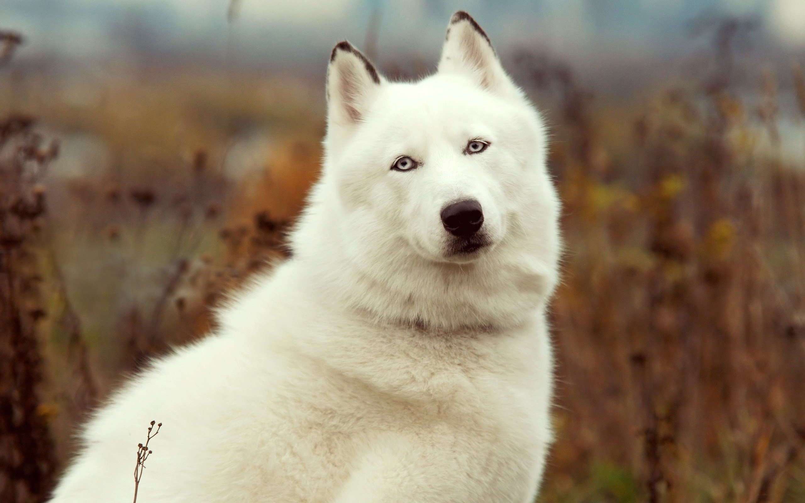 Téléchargez gratuitement l'image Animaux, Chien sur le bureau de votre PC