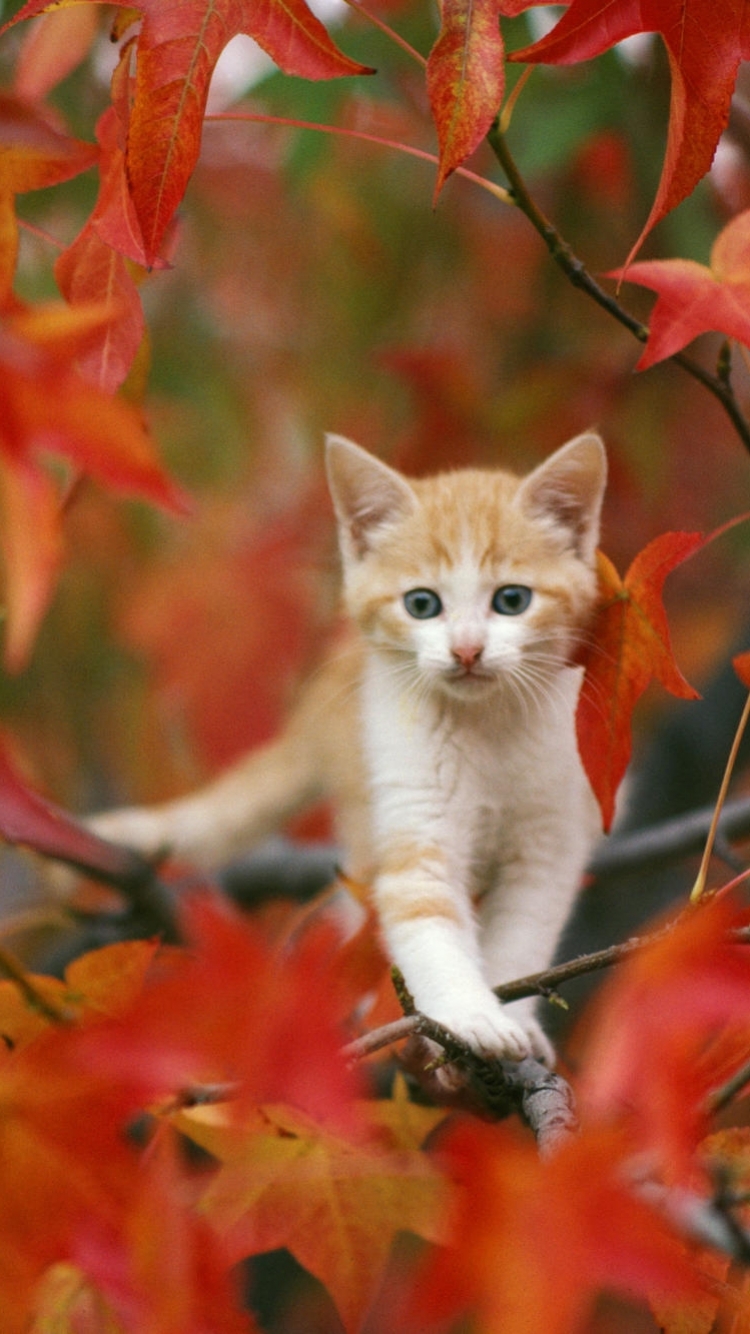 Handy-Wallpaper Tiere, Katzen, Herbst, Katze, Blatt, Tierbaby kostenlos herunterladen.