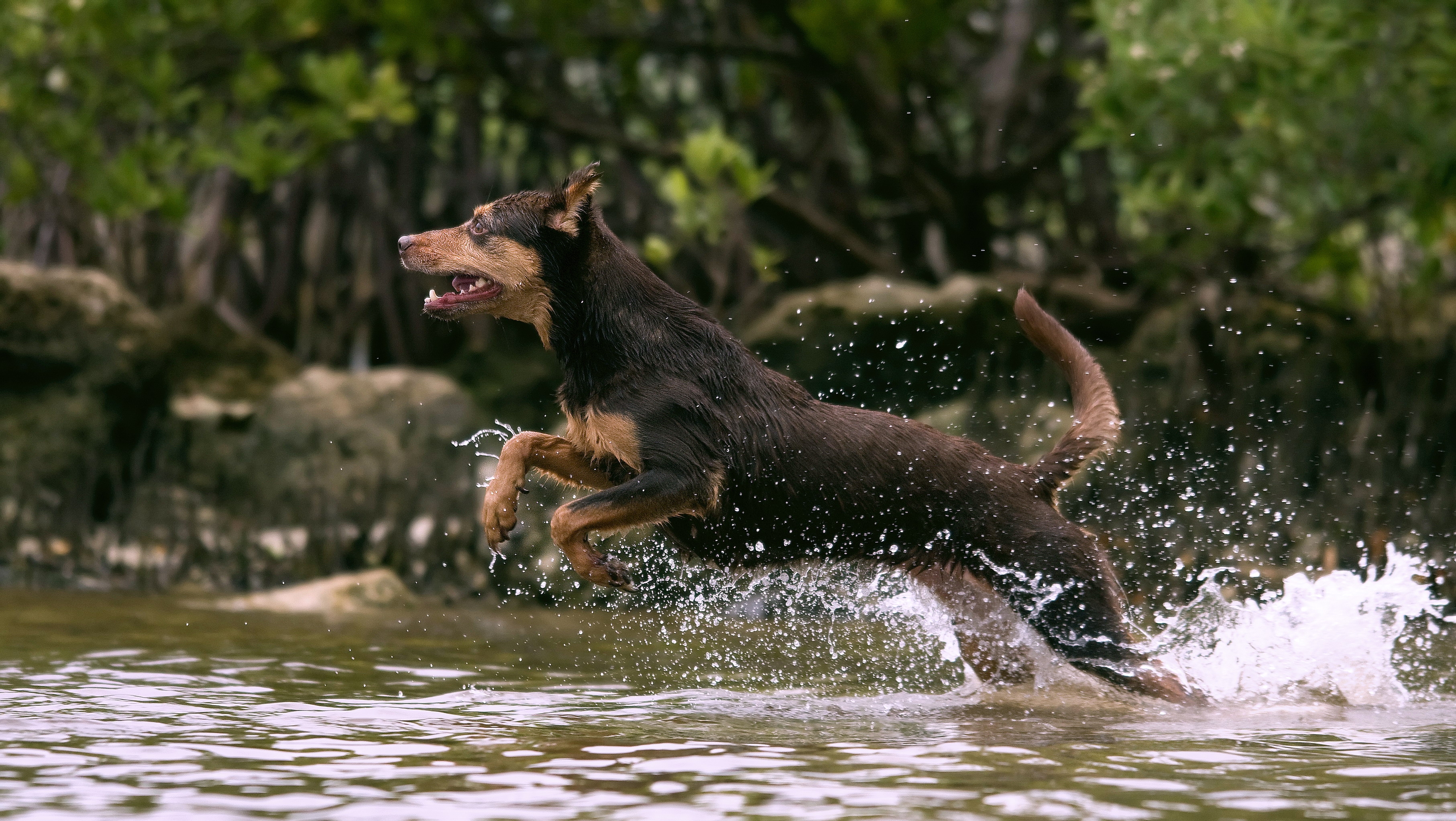 animals, water, dog, splash, bounce, jump, hunting, hunt, run, running
