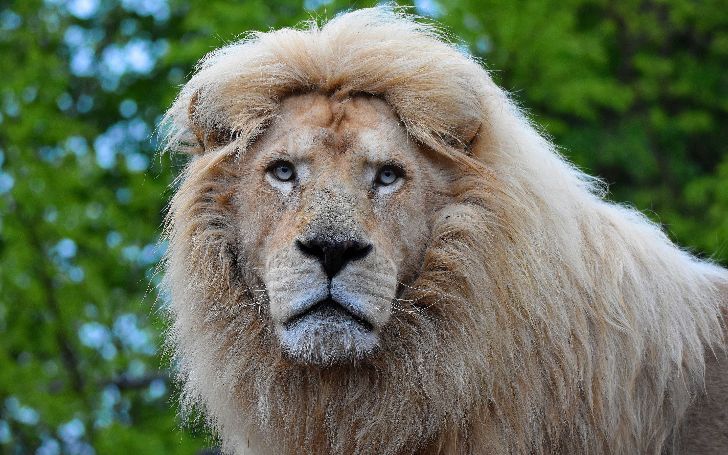 Téléchargez des papiers peints mobile Animaux, Chats, Lion gratuitement.