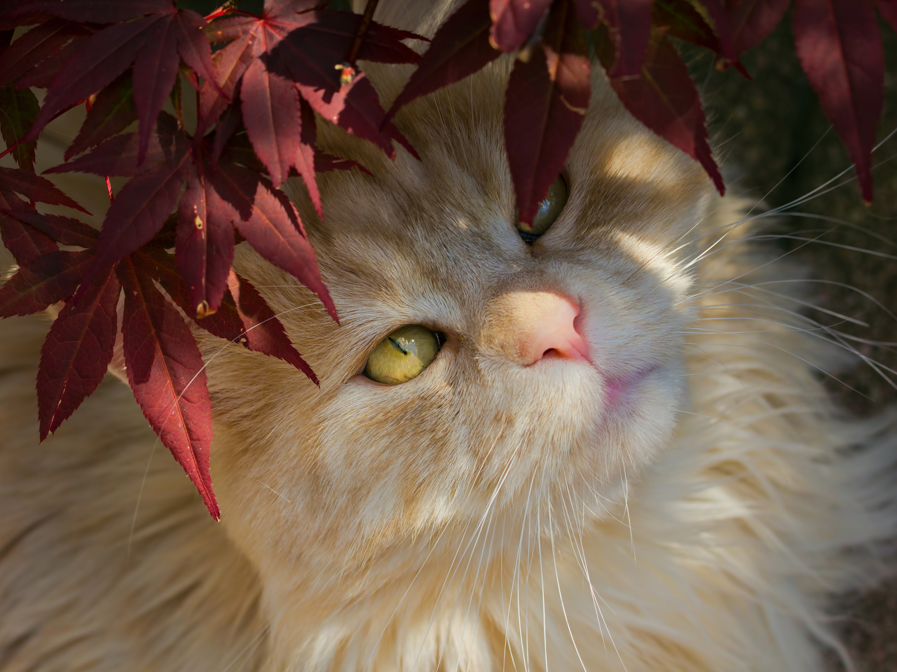 Baixar papel de parede para celular de Animais, Gatos, Gato gratuito.