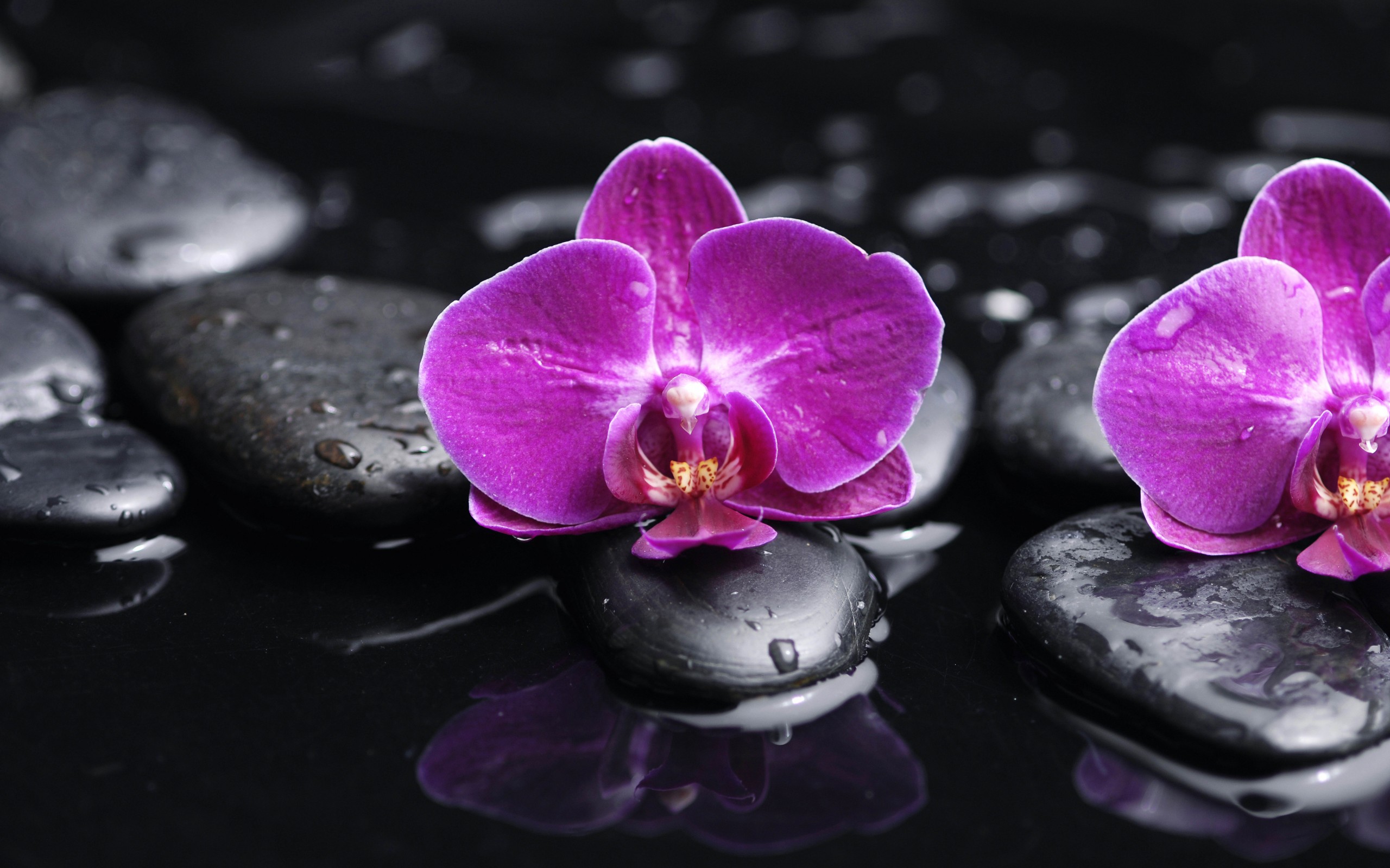 orchid, earth, flowers