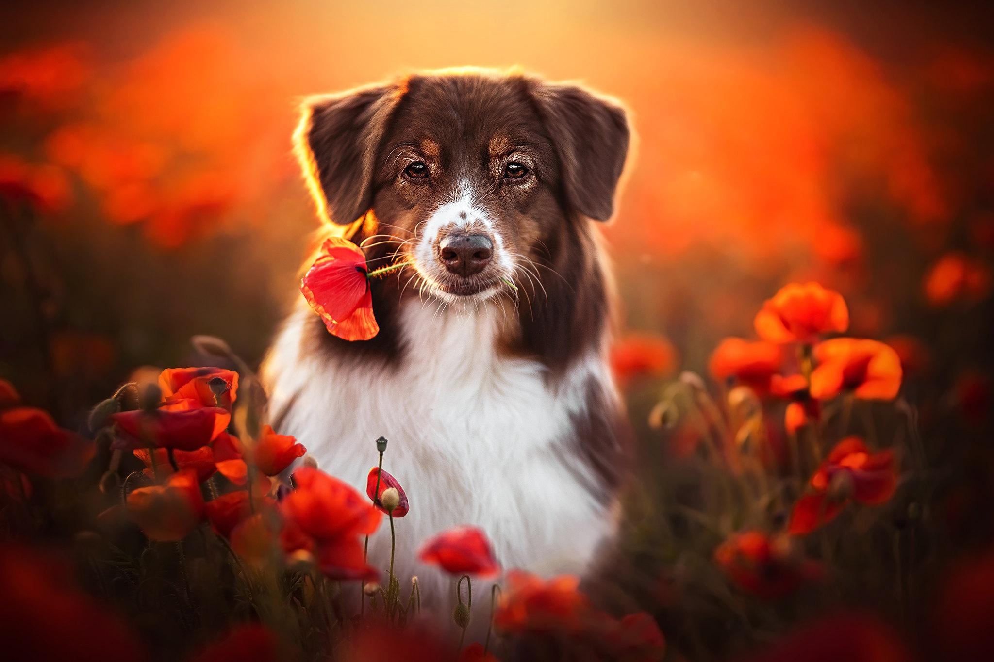 Download mobile wallpaper Dogs, Dog, Animal, Poppy, Border Collie, Red Flower for free.