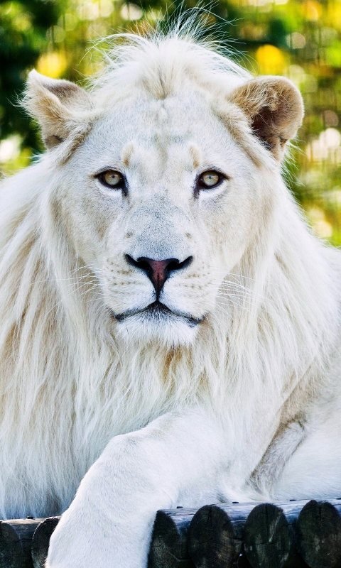 1284090 скачать обои белый лев, животные, боке - заставки и картинки бесплатно