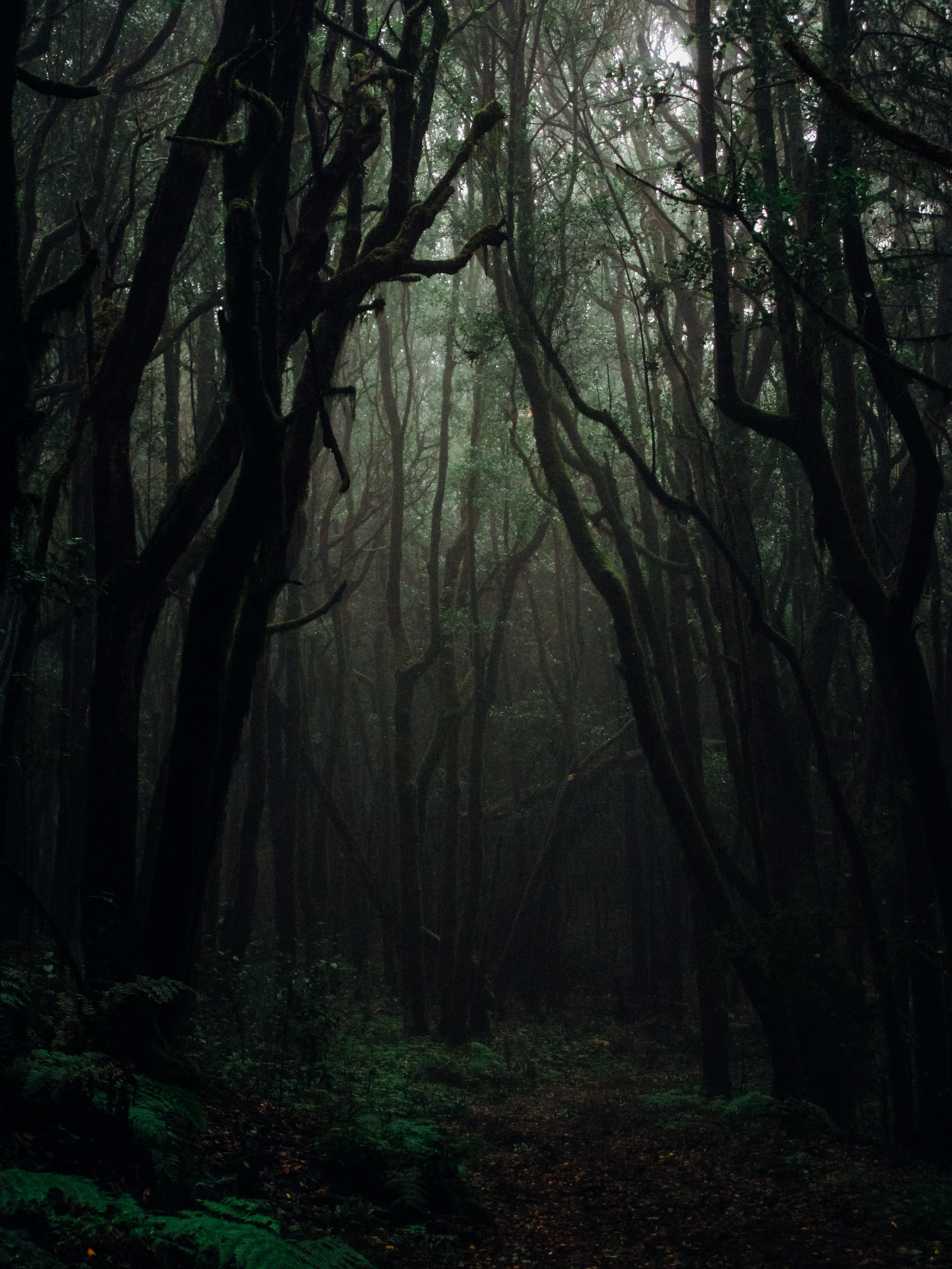 145053 descargar fondo de pantalla otoño, oscuro, naturaleza, árboles, bosque, niebla, sucursales, ramas, sombrío: protectores de pantalla e imágenes gratis