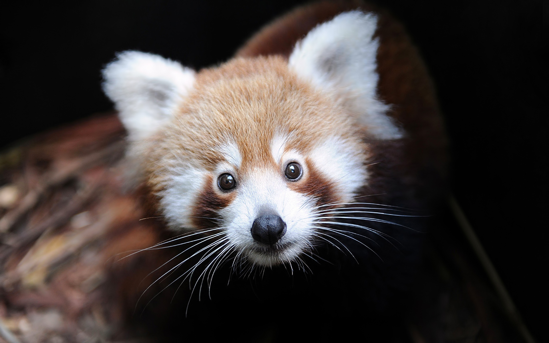 225341 télécharger l'image panda roux, animaux - fonds d'écran et économiseurs d'écran gratuits