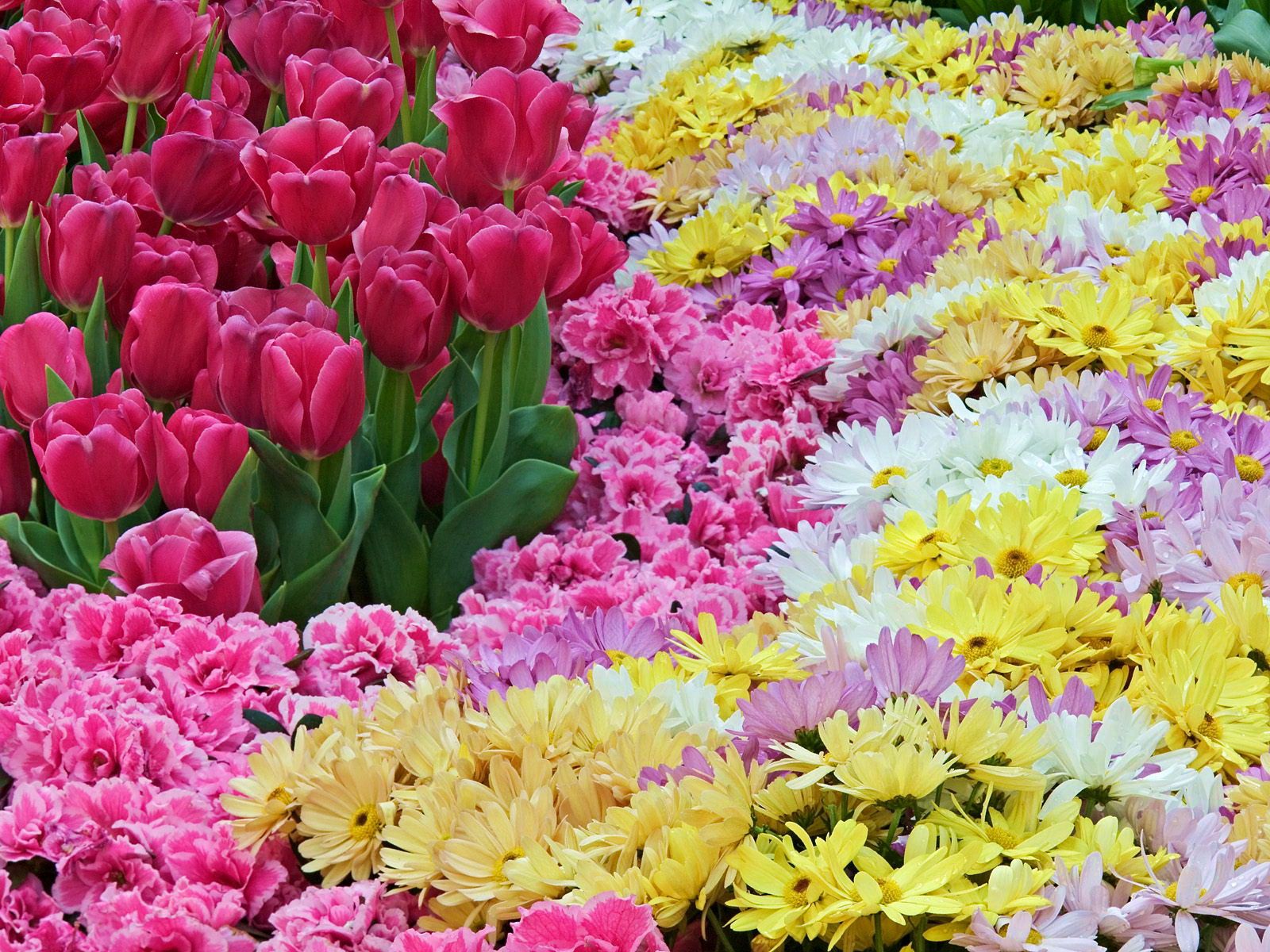 flowers, tulips, chrysanthemum, carnations, carpet
