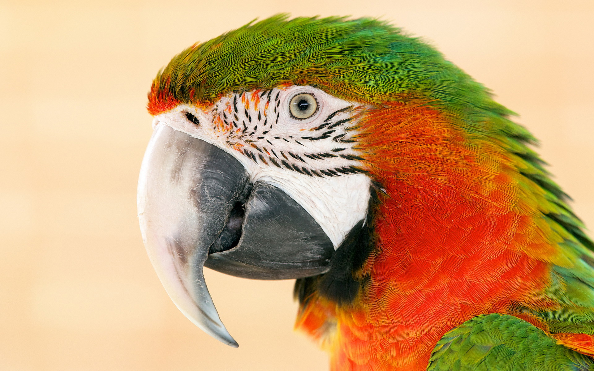 Descarga gratuita de fondo de pantalla para móvil de Guacamayo Catalina, Guacamayo, Aves, Animales.