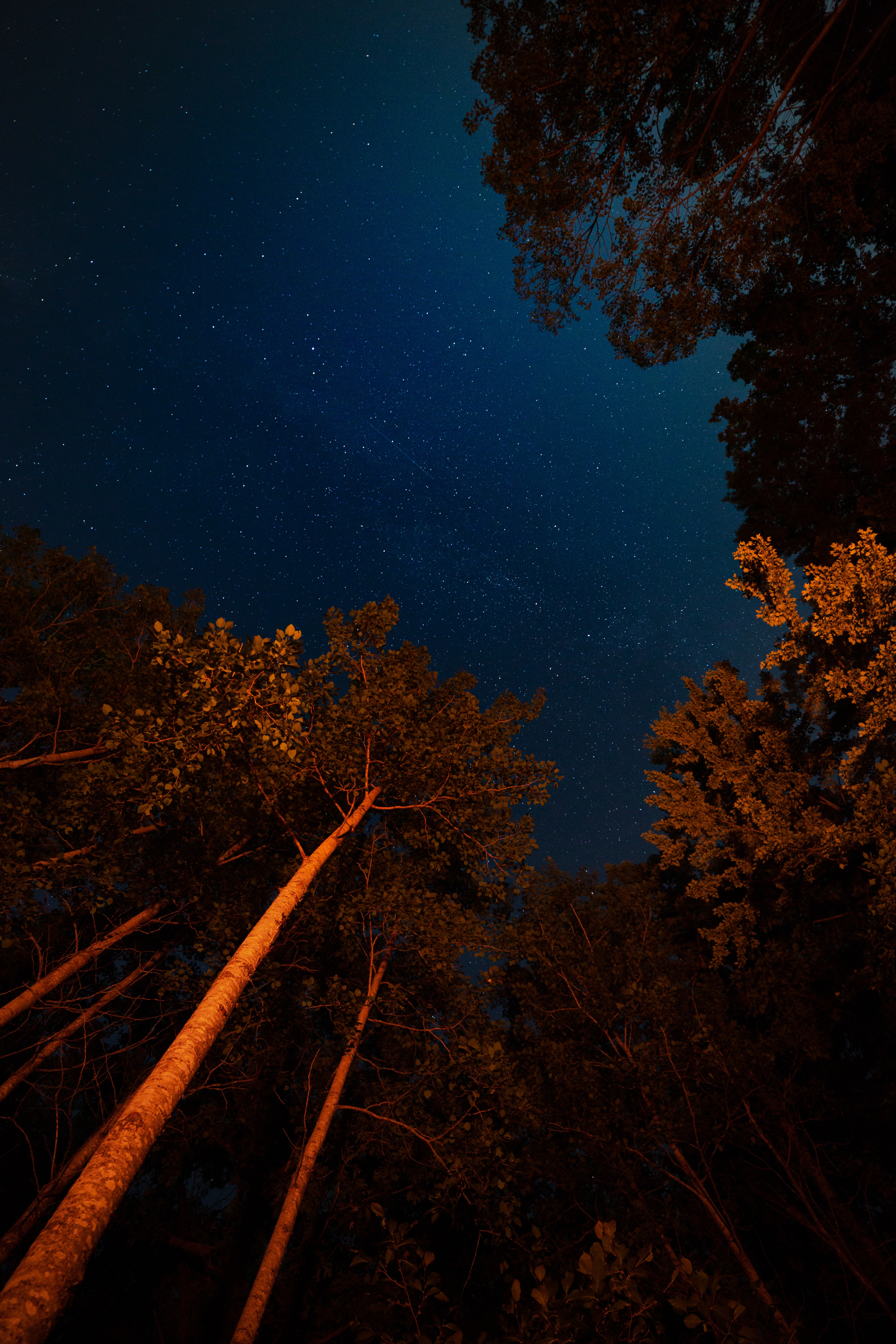 trees, night, dark, starry sky, crown, crowns