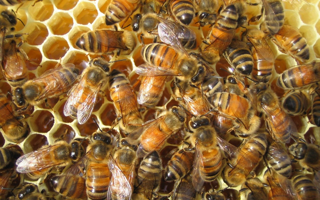 1513513 скачать картинку животные, пчела, пчелиный улей - обои и заставки бесплатно