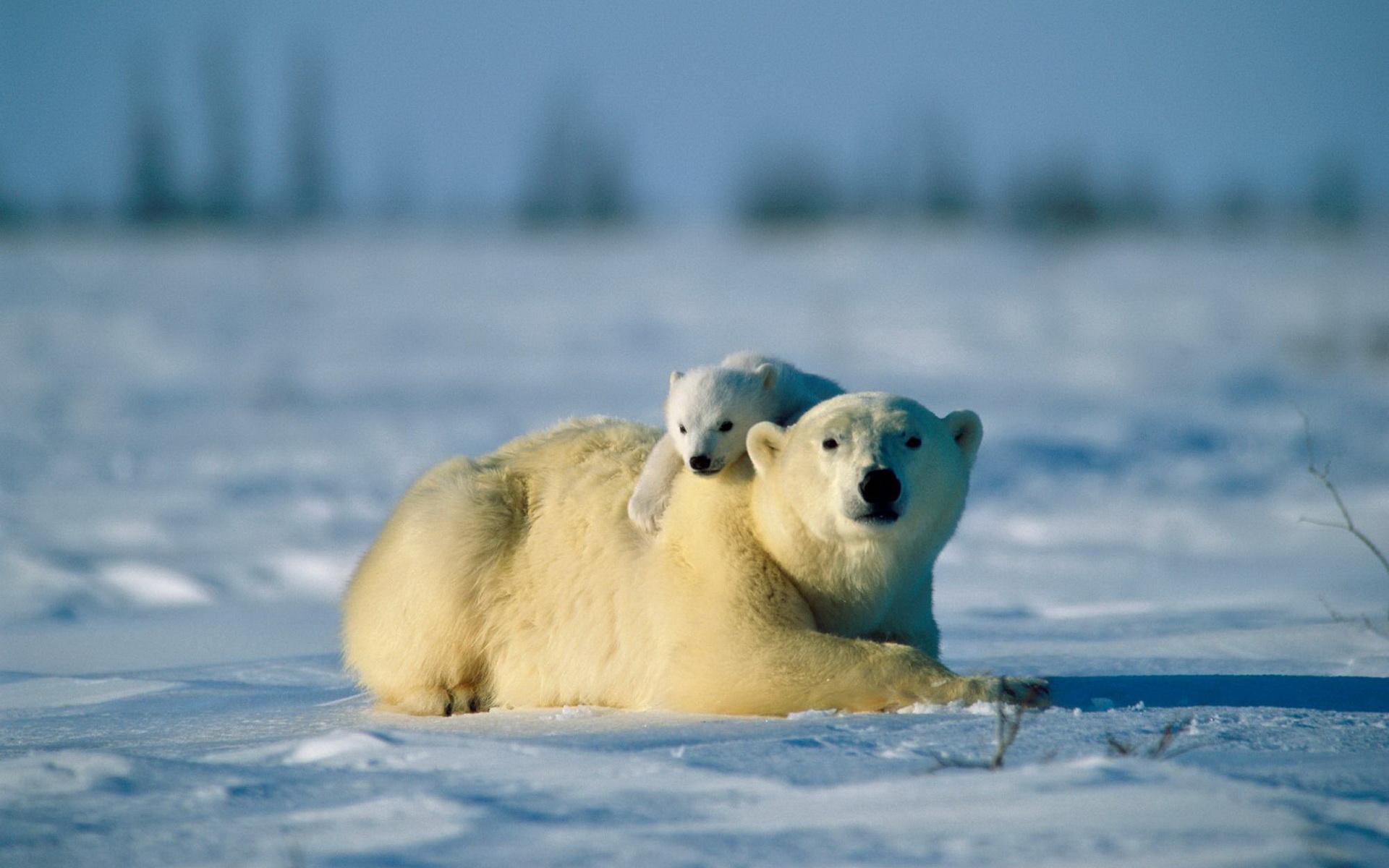 Free download wallpaper Animal, Polar Bear on your PC desktop