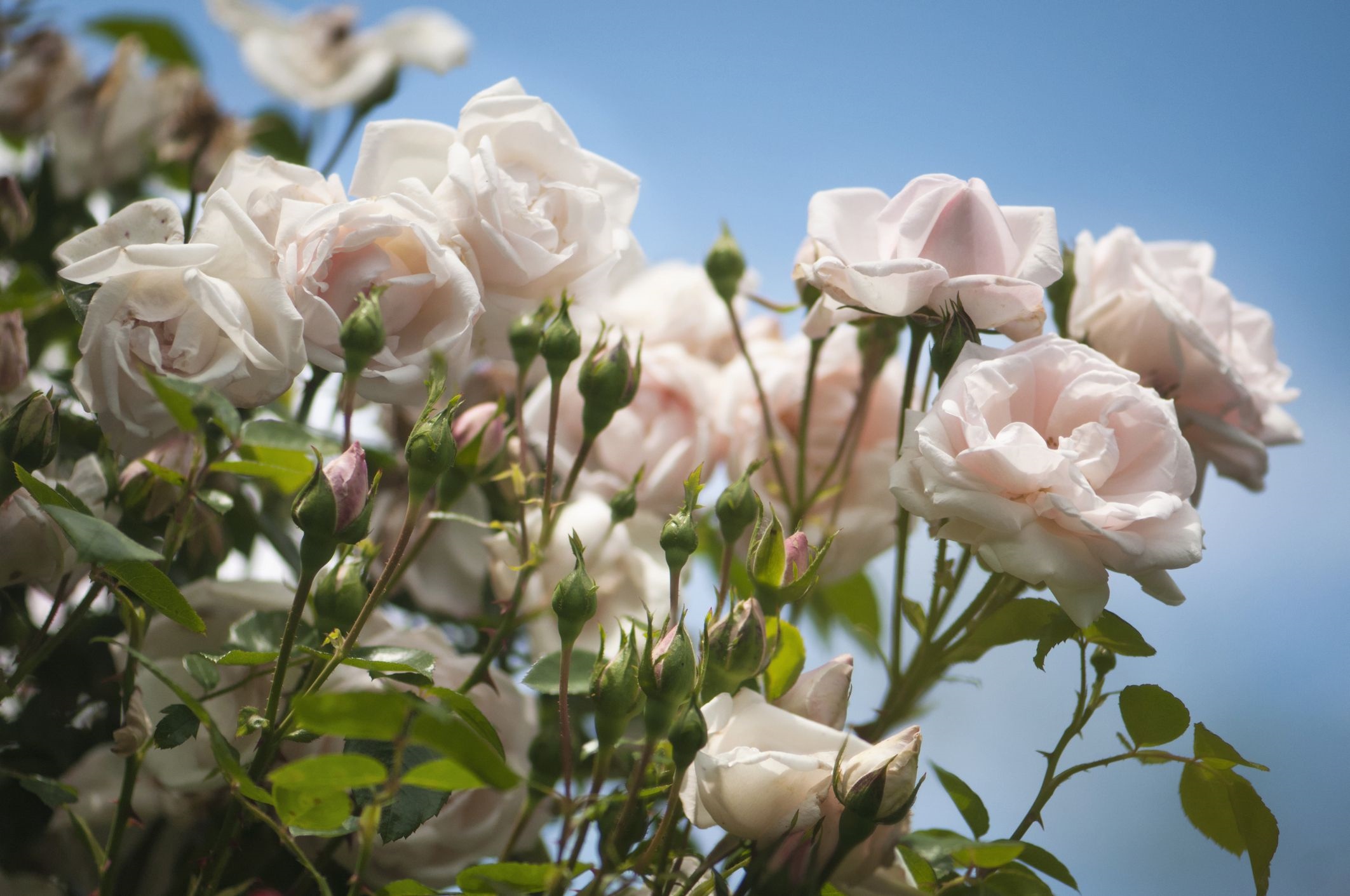 Handy-Wallpaper Natur, Blumen, Blume, Rose, Weiße Blume, Erde/natur, Rosenstrauch kostenlos herunterladen.