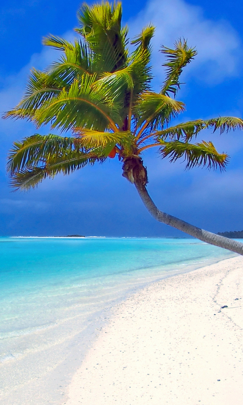 Скачати мобільні шпалери Море, Горизонт, Океан, Пальма, Земля, Острів, Тропічний, Мальдіви, Пляжний безкоштовно.