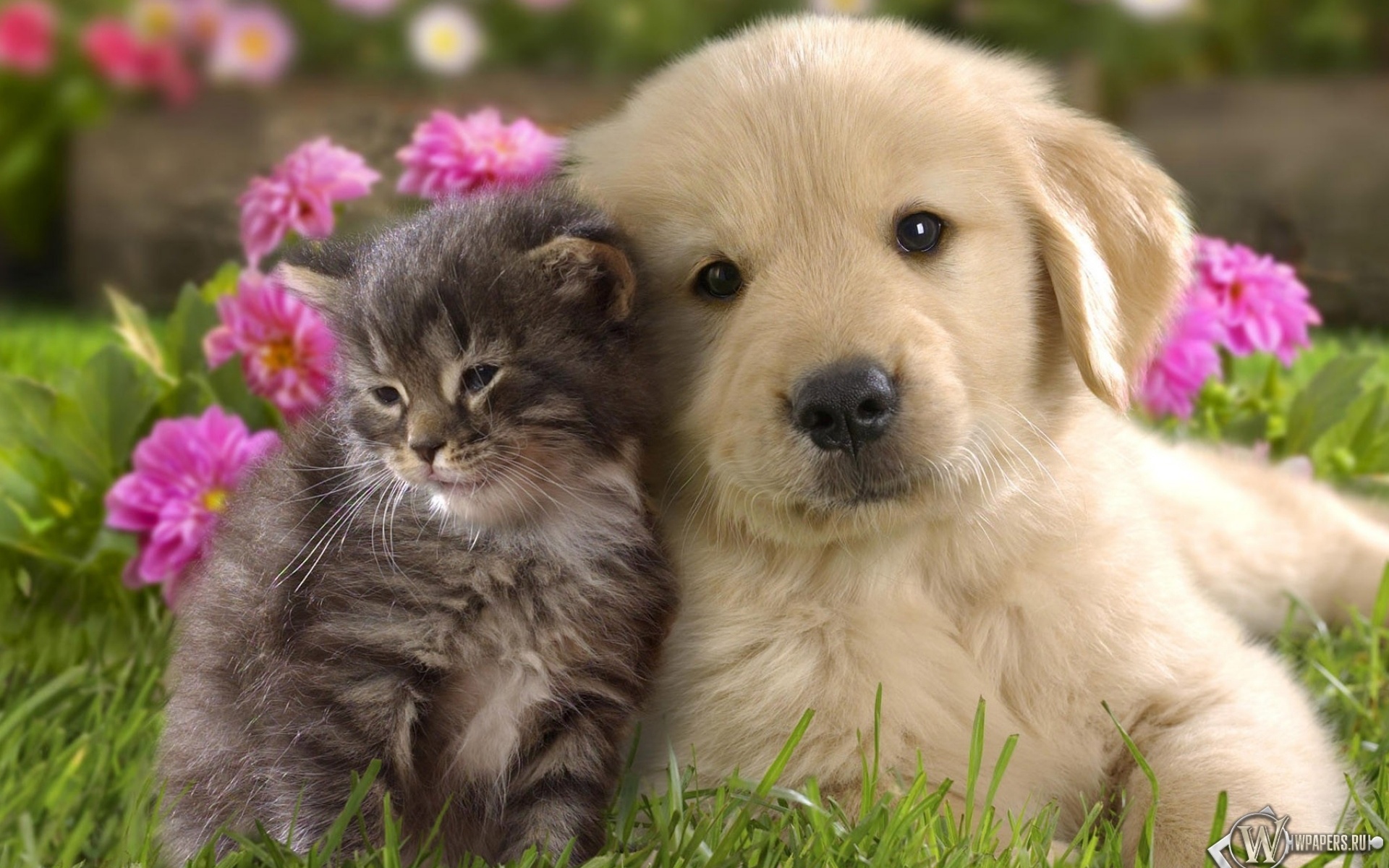 1470129 descargar fondo de pantalla animales, perro y gato: protectores de pantalla e imágenes gratis