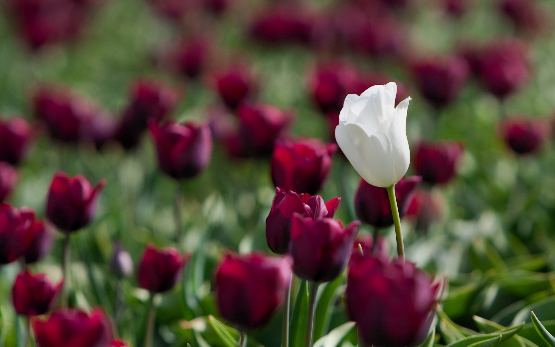 Descarga gratis la imagen Flores, Flor, Tulipán, Flor Blanca, Tierra/naturaleza en el escritorio de tu PC