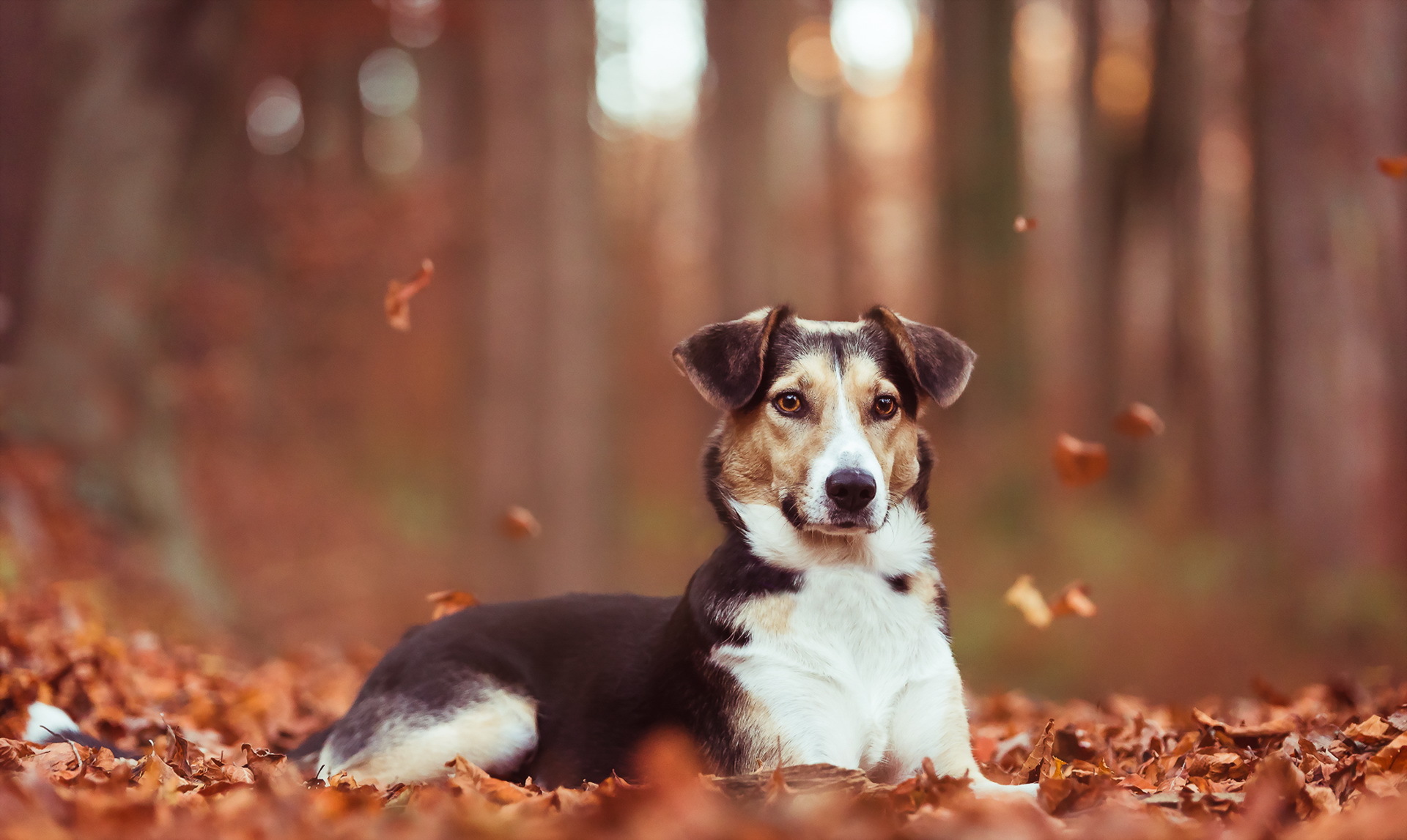 Download mobile wallpaper Dogs, Dog, Muzzle, Leaf, Fall, Animal, Depth Of Field for free.