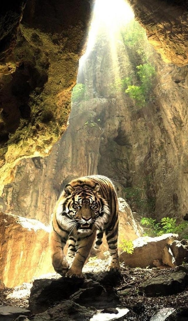 Download mobile wallpaper Cats, Tiger, Animal, Cave for free.